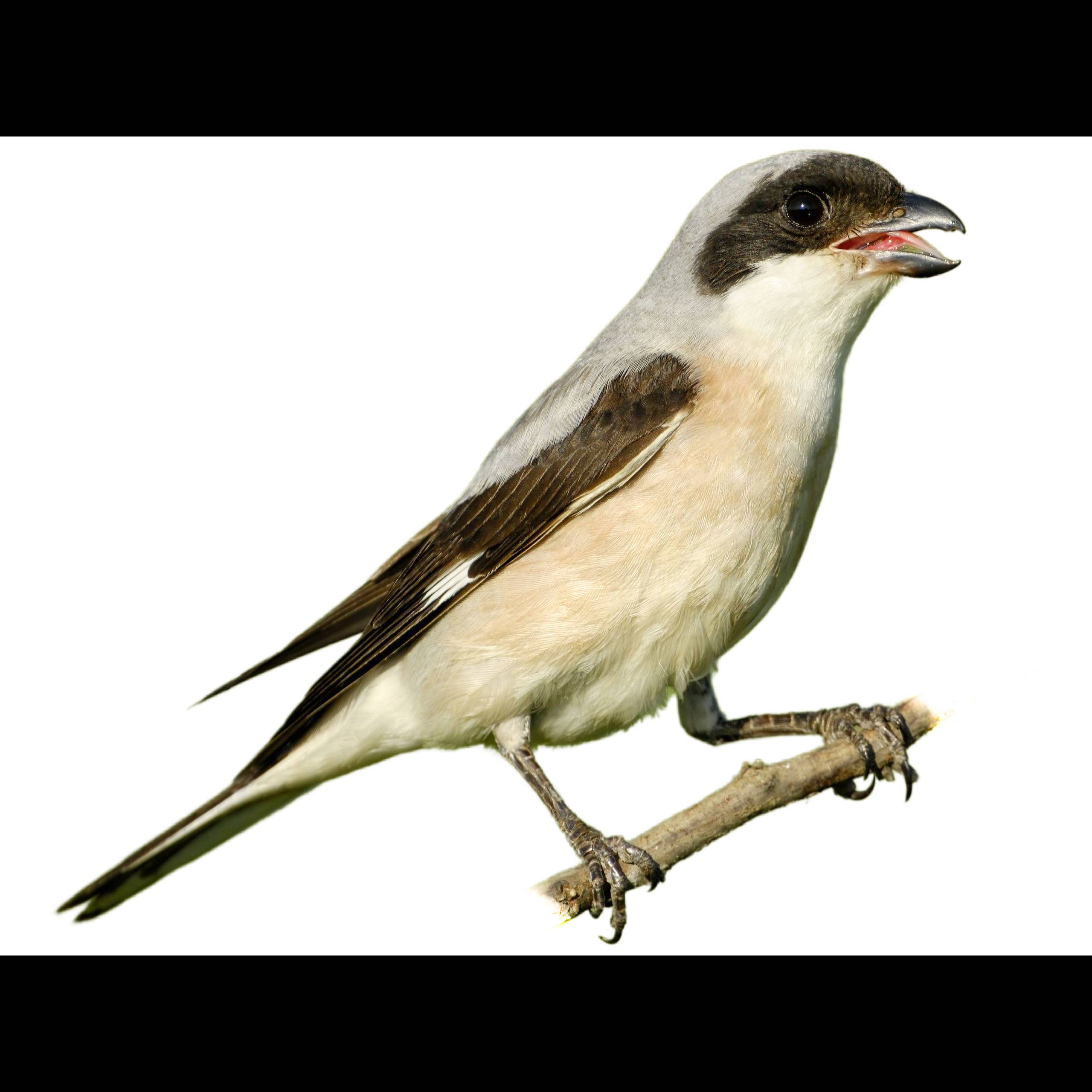 Lesser Grey Shrike Lanius Minor Identification Birda lesser-grey-shrike-lanius-minor-identification-birda