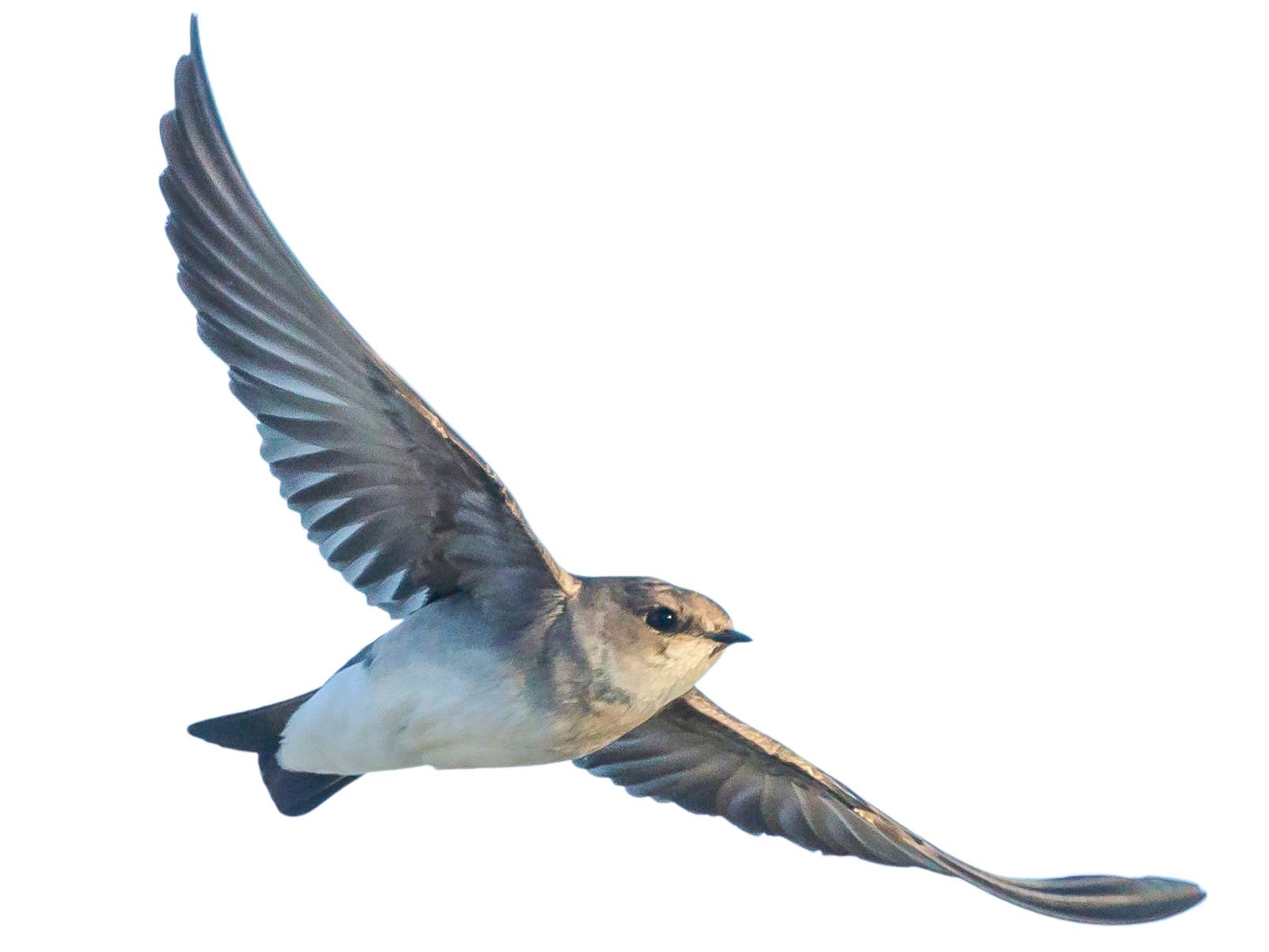 A photo of a Northern Rough-winged Swallow (Stelgidopteryx serripennis)