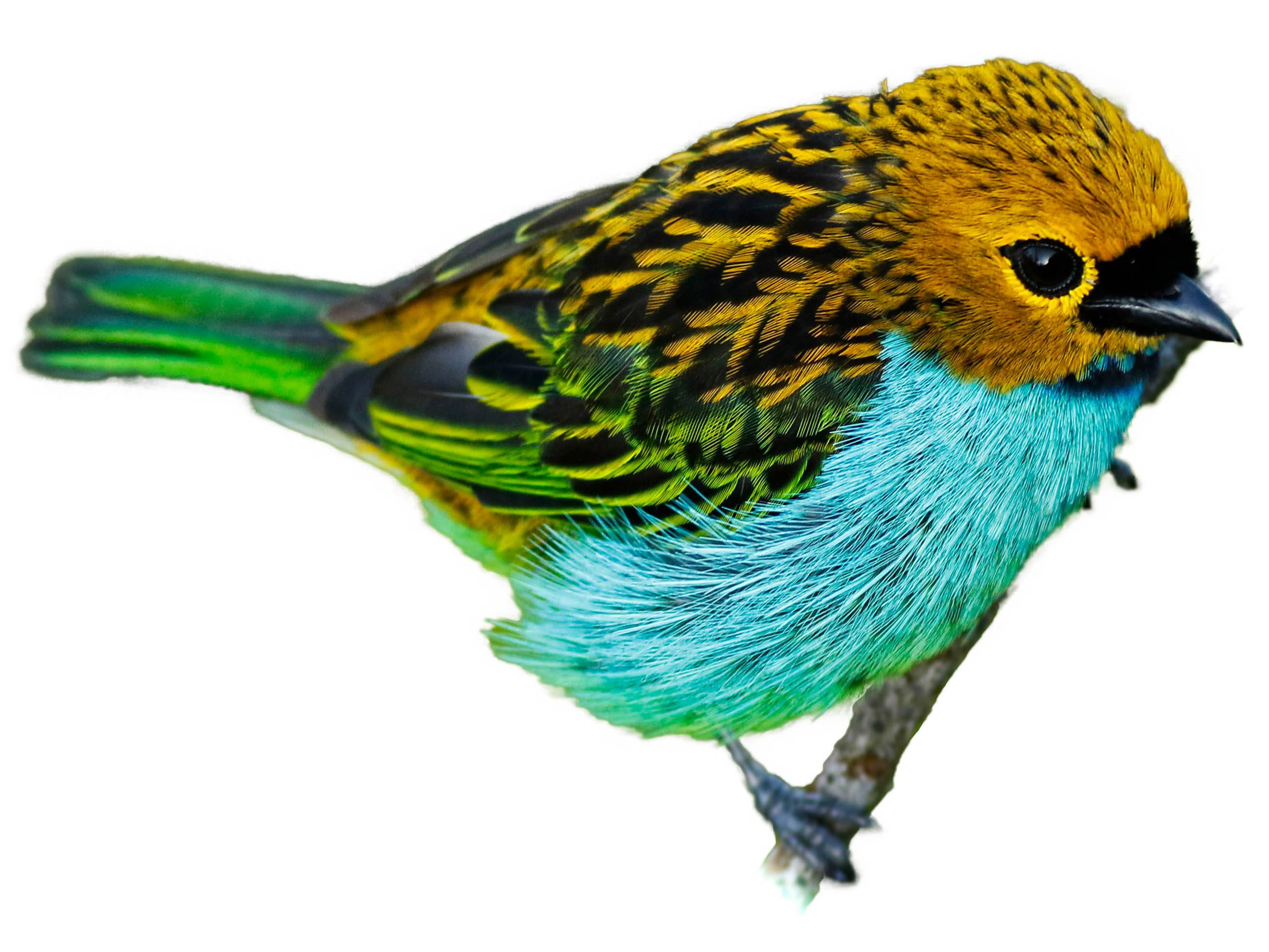 A photo of a Gilt-edged Tanager (Tangara cyanoventris)