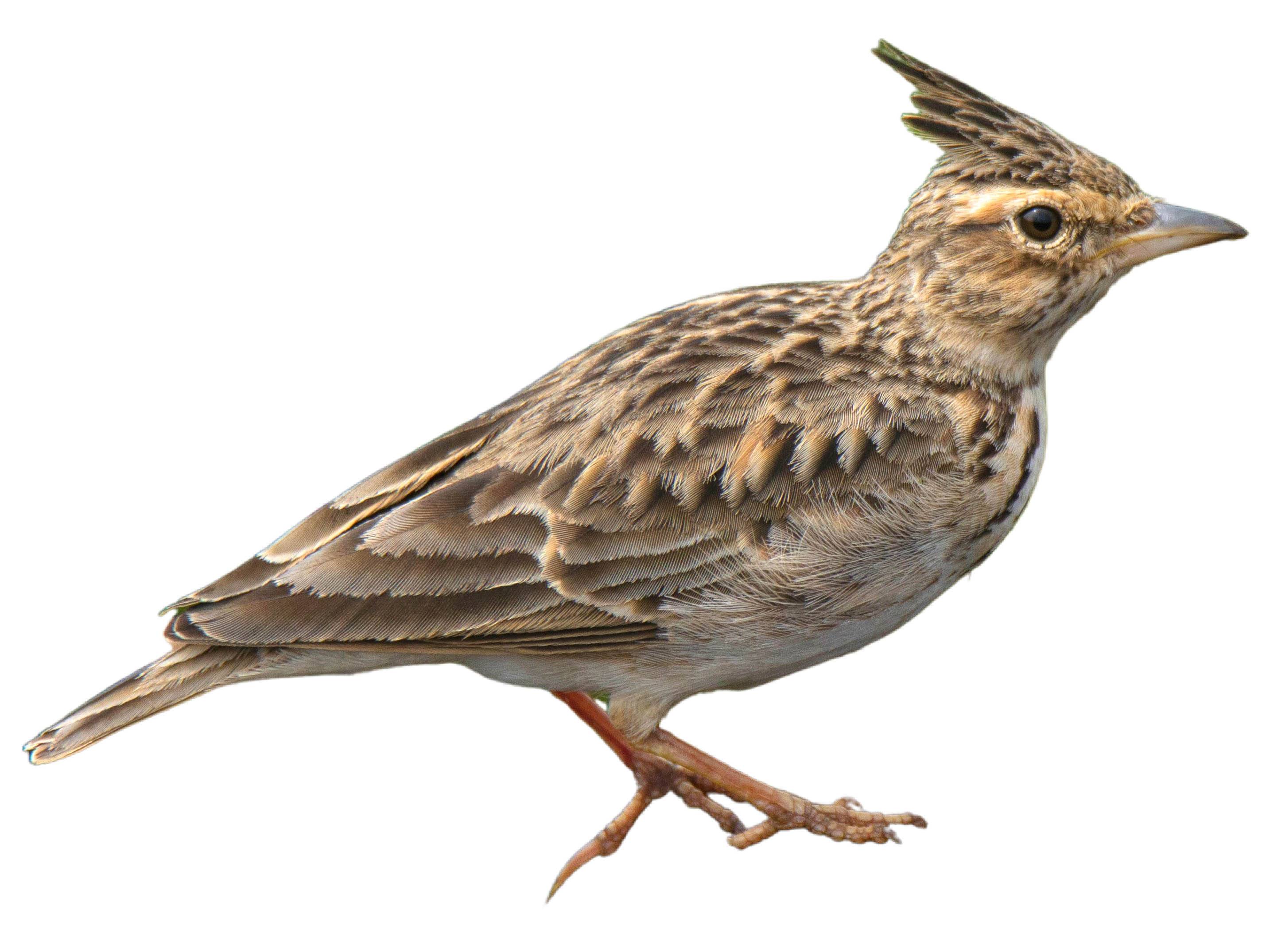 A photo of a Malabar Lark (Galerida malabarica)