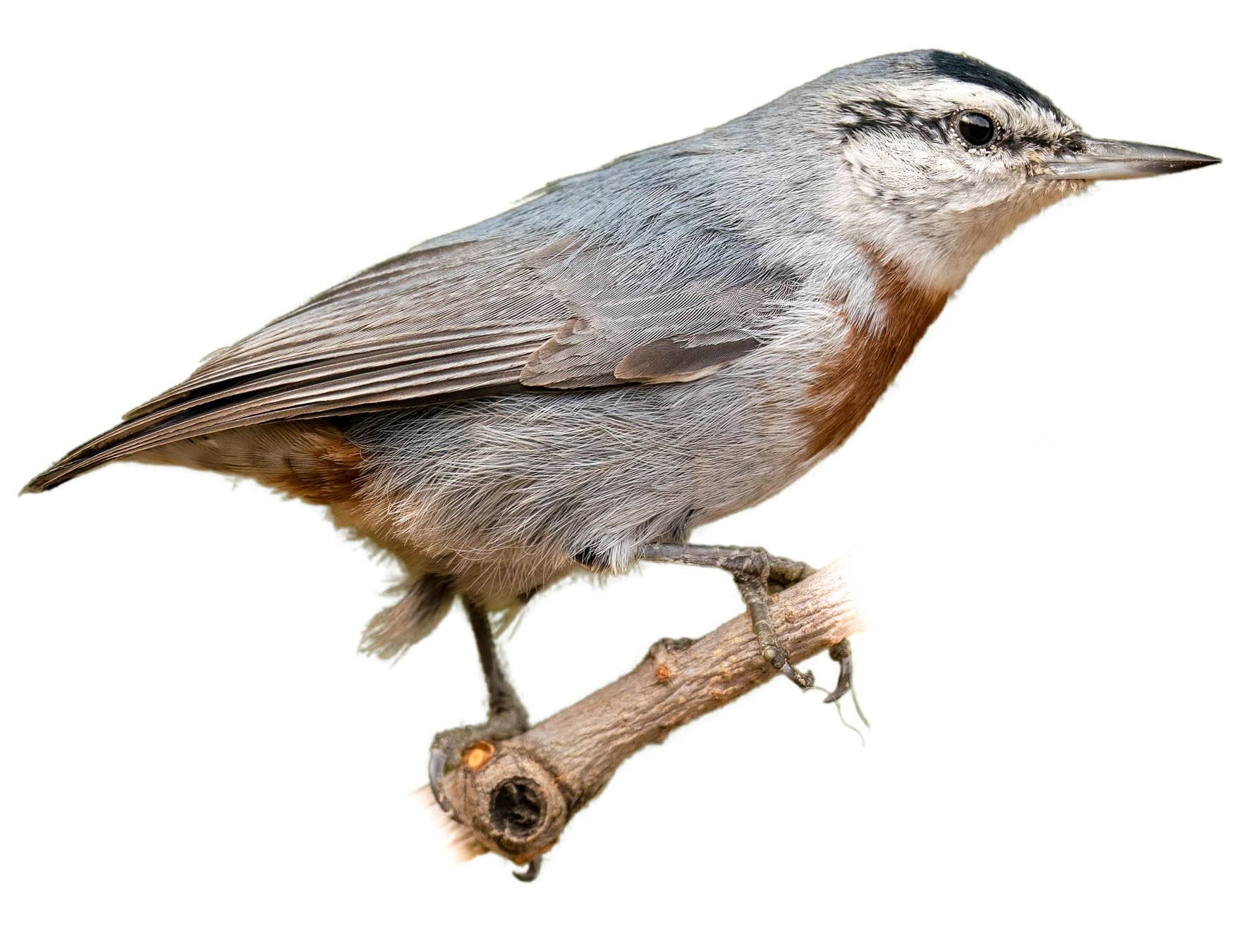 A photo of a Krüper's Nuthatch (Sitta krueperi)