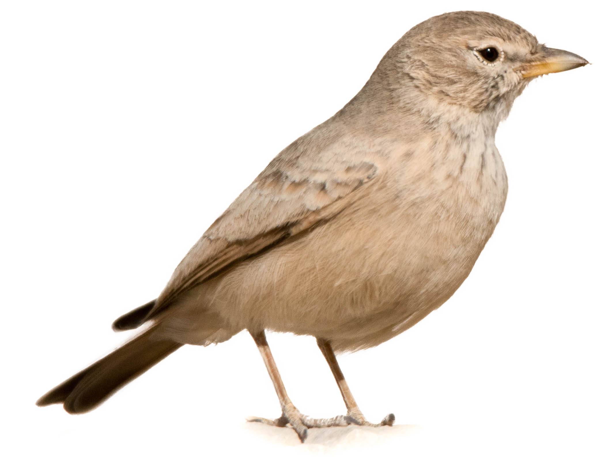 A photo of a Desert Lark (Ammomanes deserti)