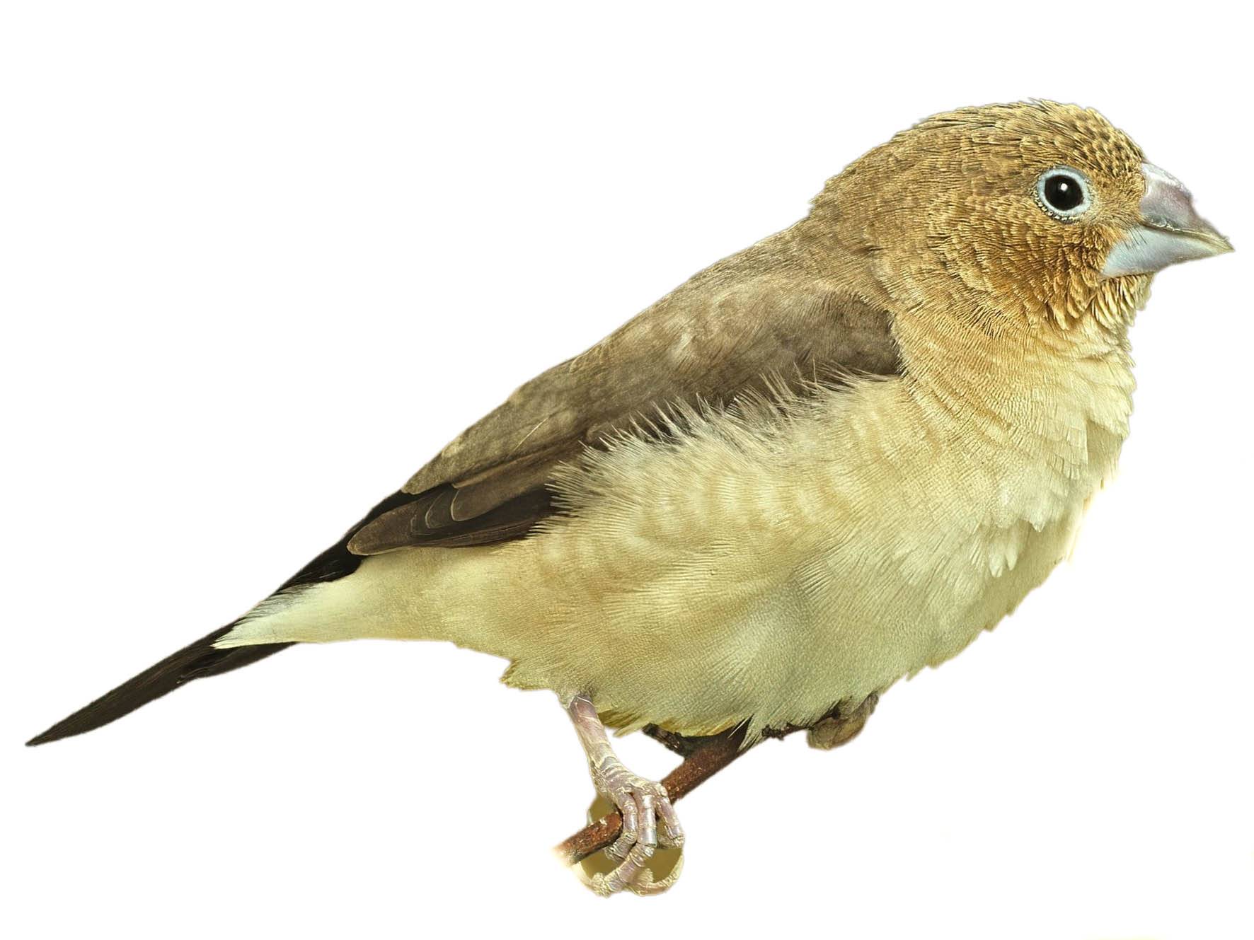 A photo of a African Silverbill (Euodice cantans)