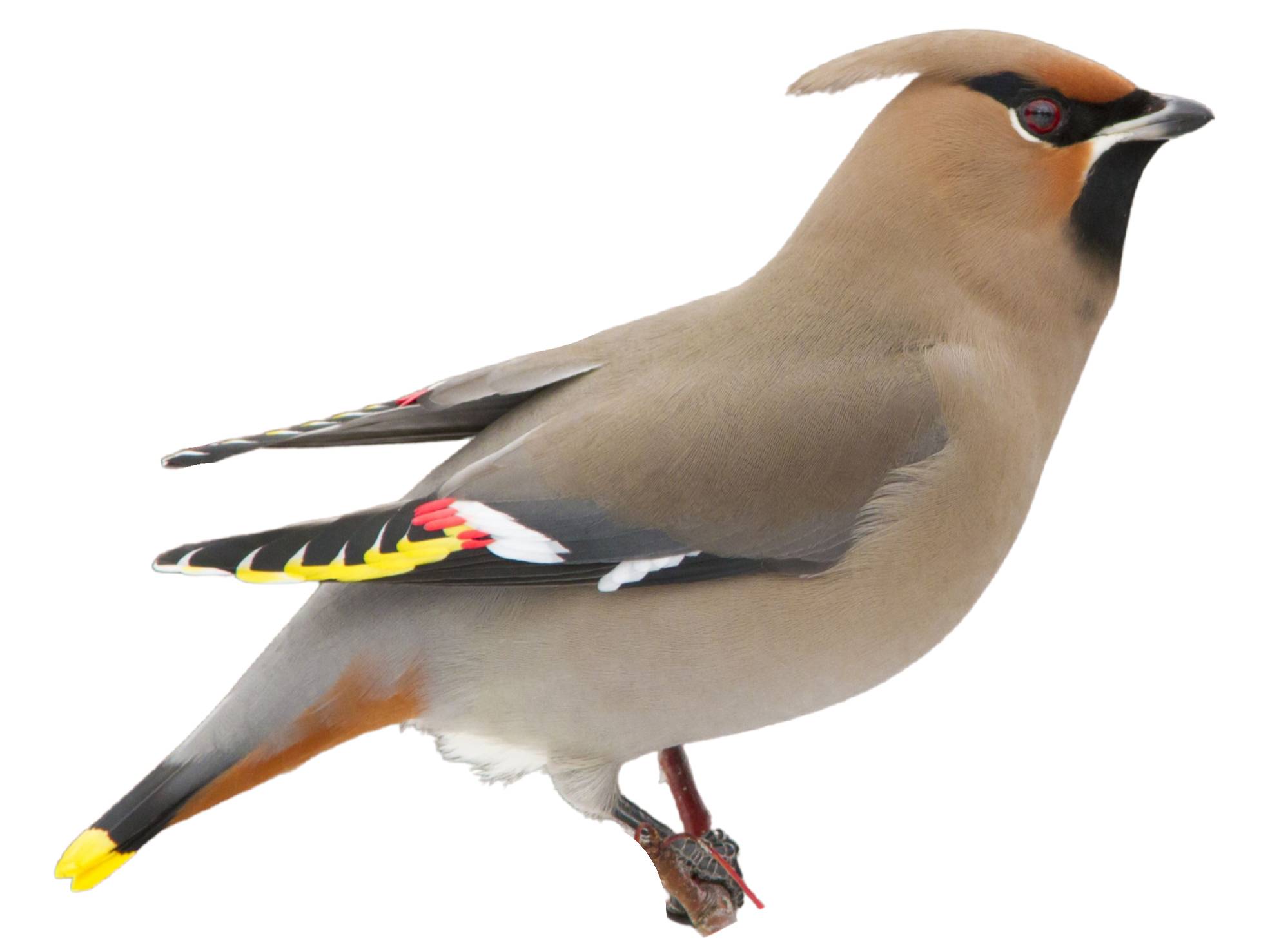 A photo of a Bohemian Waxwing (Bombycilla garrulus)