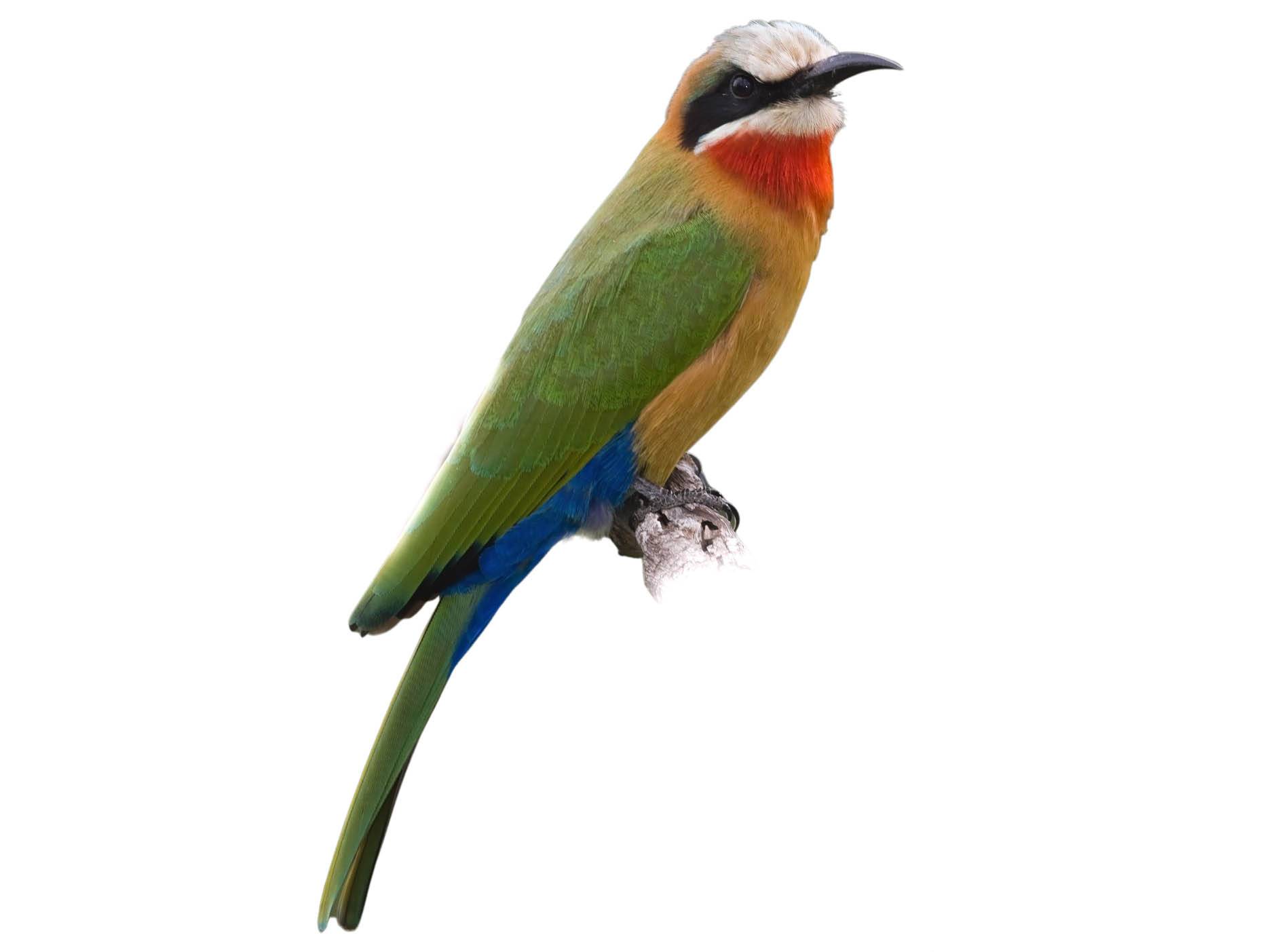 A photo of a White-fronted Bee-eater (Merops bullockoides)