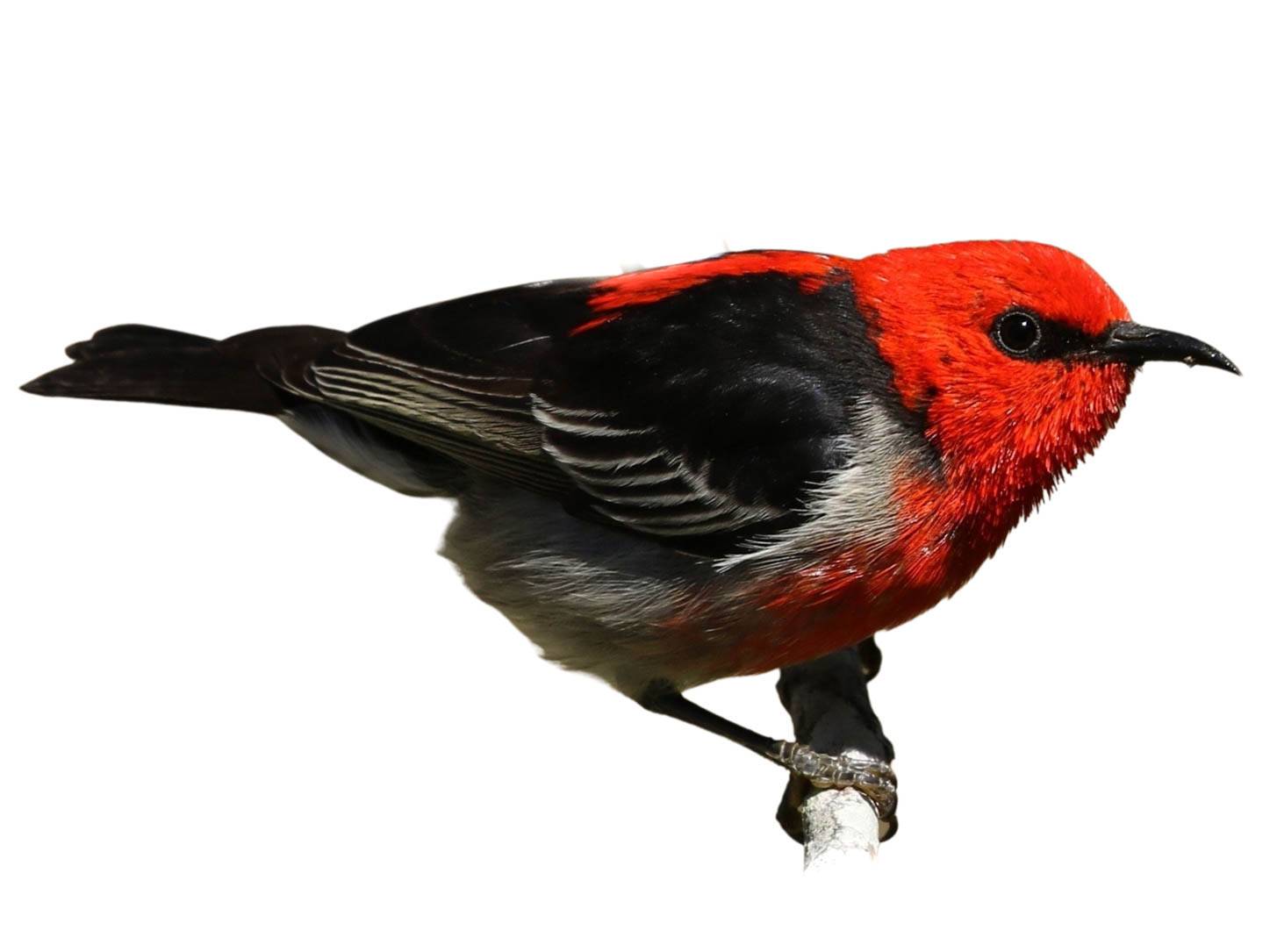 A photo of a Scarlet Myzomela (Myzomela sanguinolenta), male