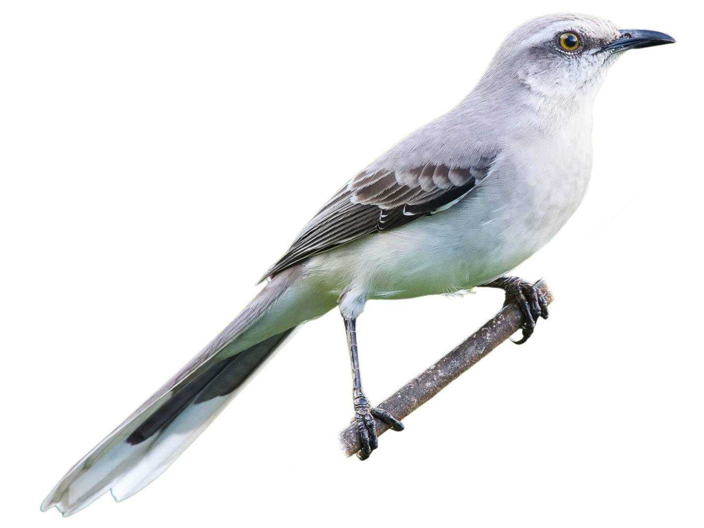 A photo of a Tropical Mockingbird (Mimus gilvus)