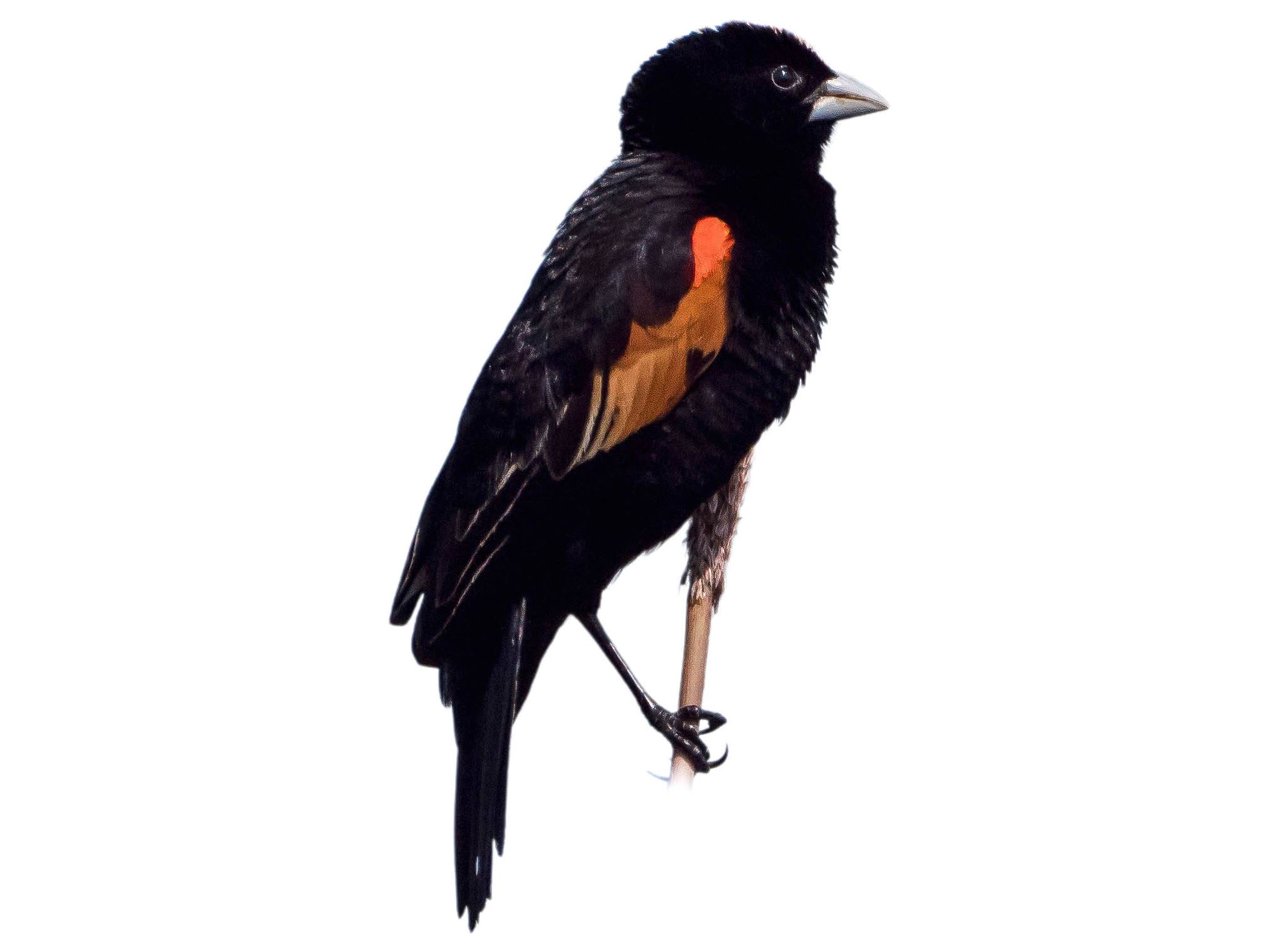A photo of a Fan-tailed Widowbird (Euplectes axillaris), male