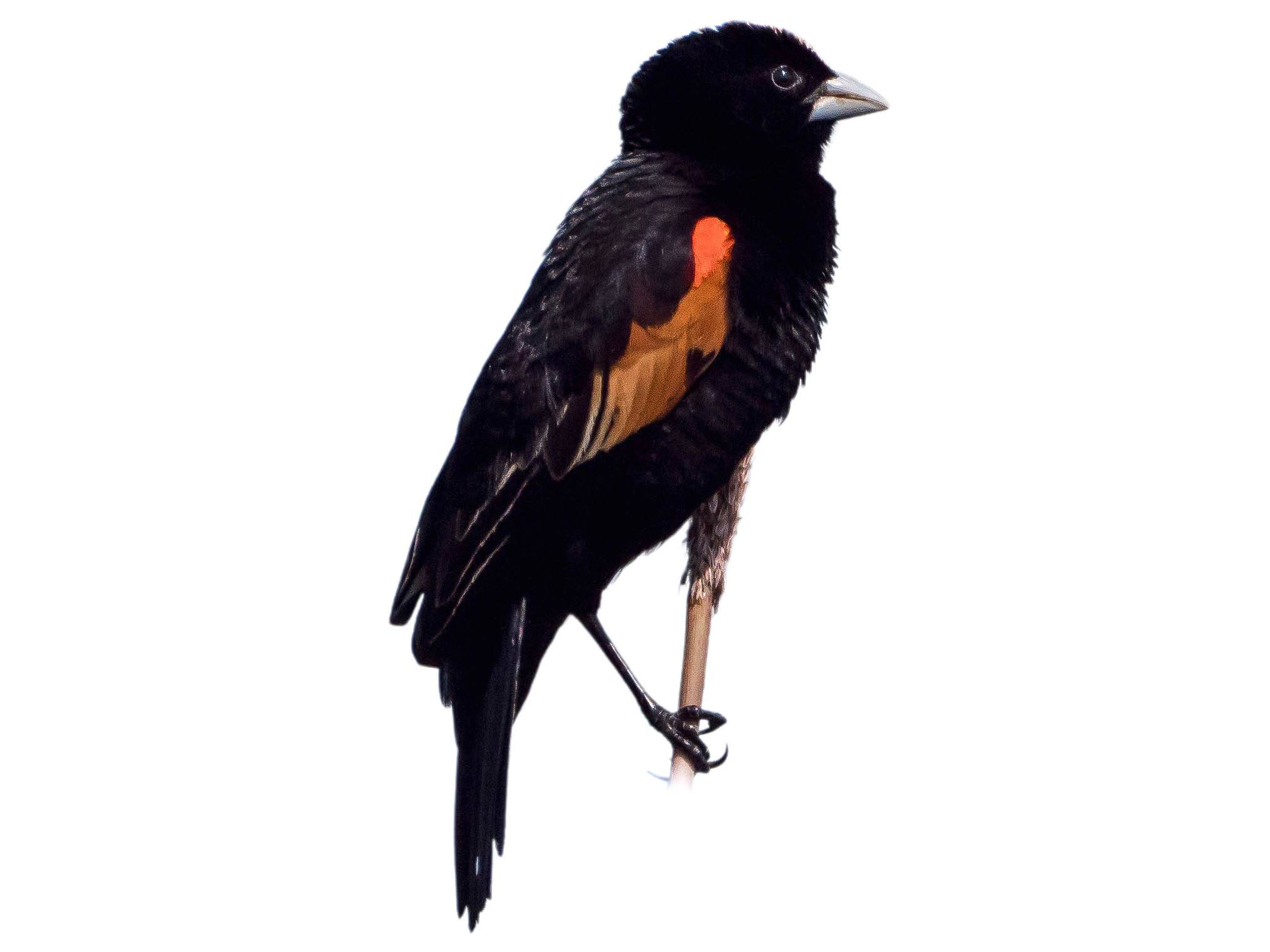 Fantailed Widowbird Euplectes axillaris Species Guide Birda