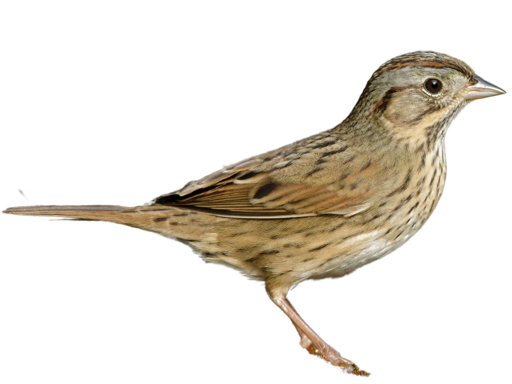 A photo of a Lincoln's Sparrow (Melospiza lincolnii)