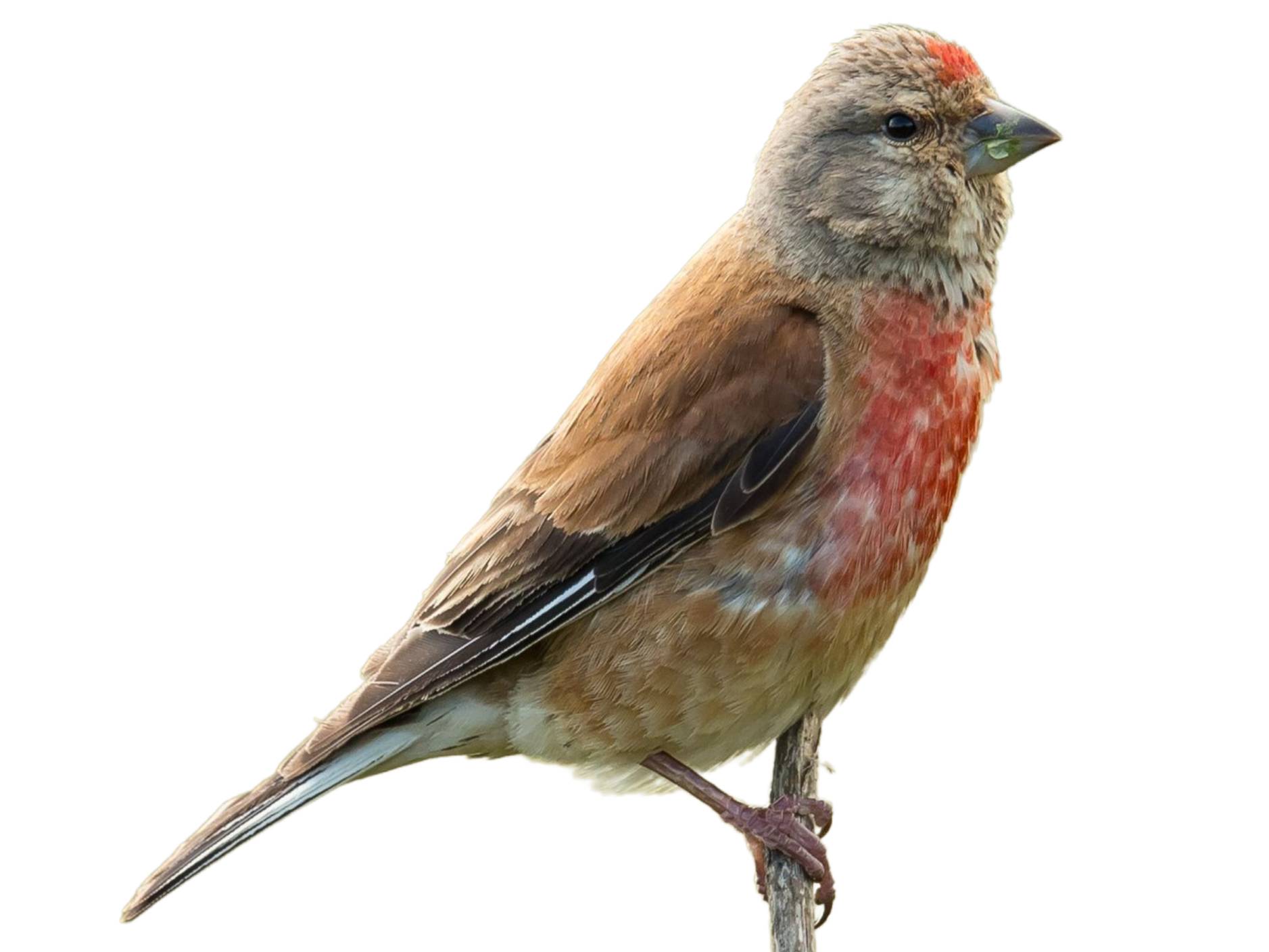 A photo of a Common Linnet (Linaria cannabina), male