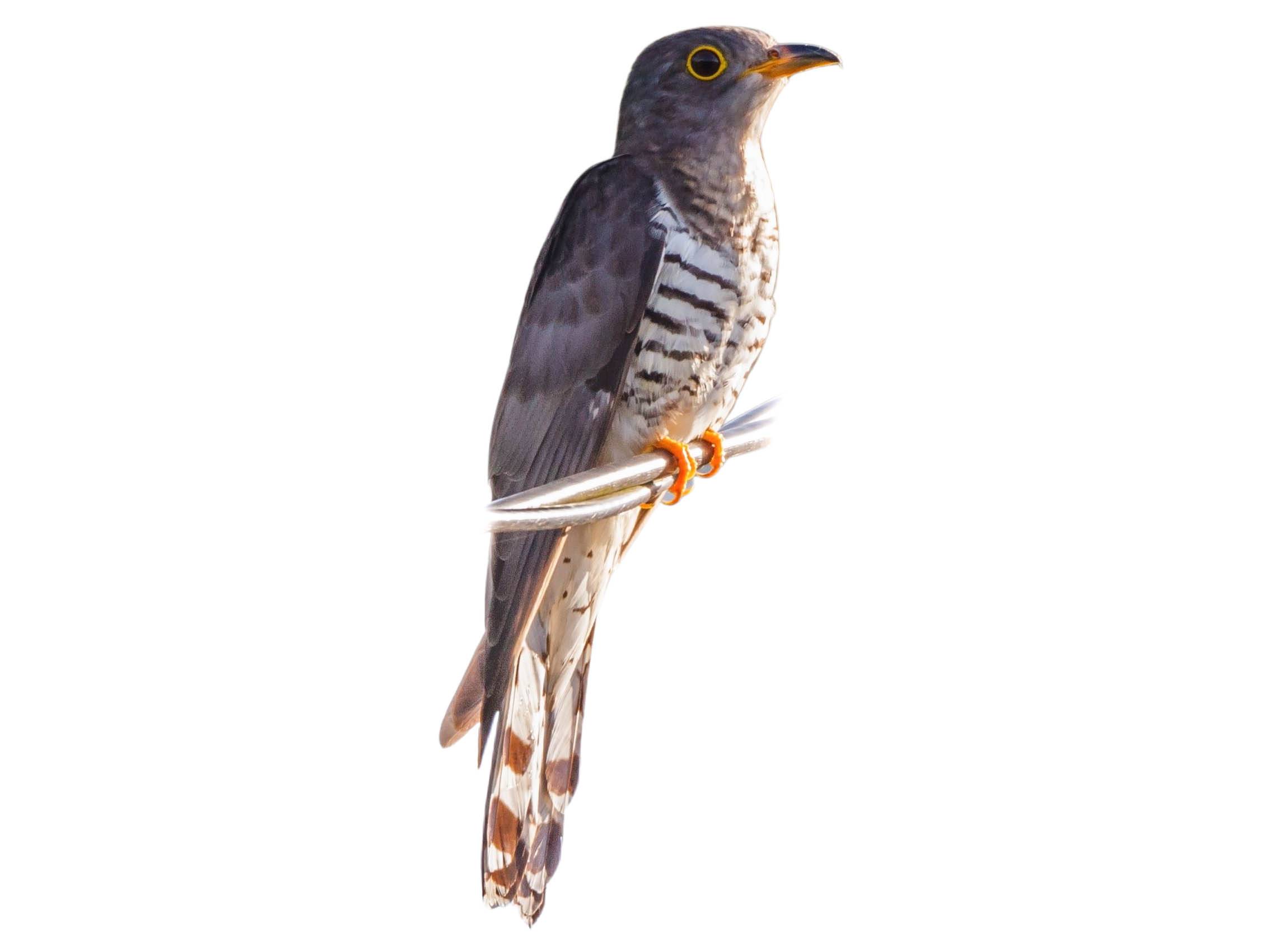 A photo of a Indian Cuckoo (Cuculus micropterus)