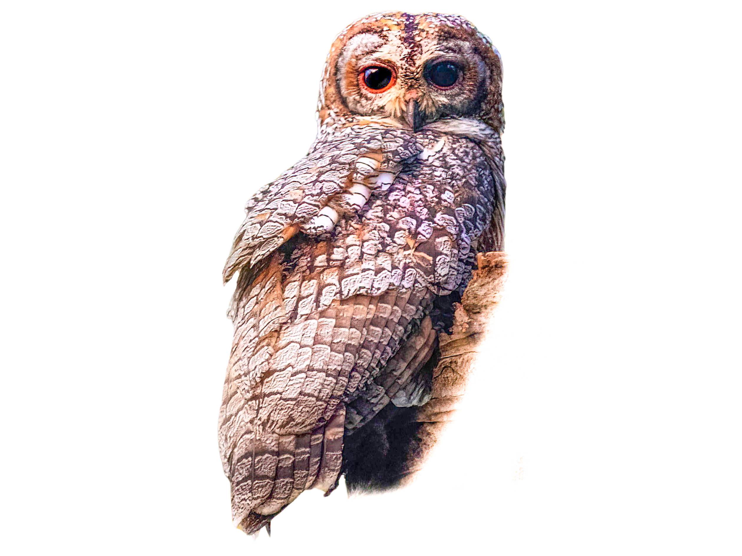 A photo of a Mottled Wood Owl (Strix ocellata)