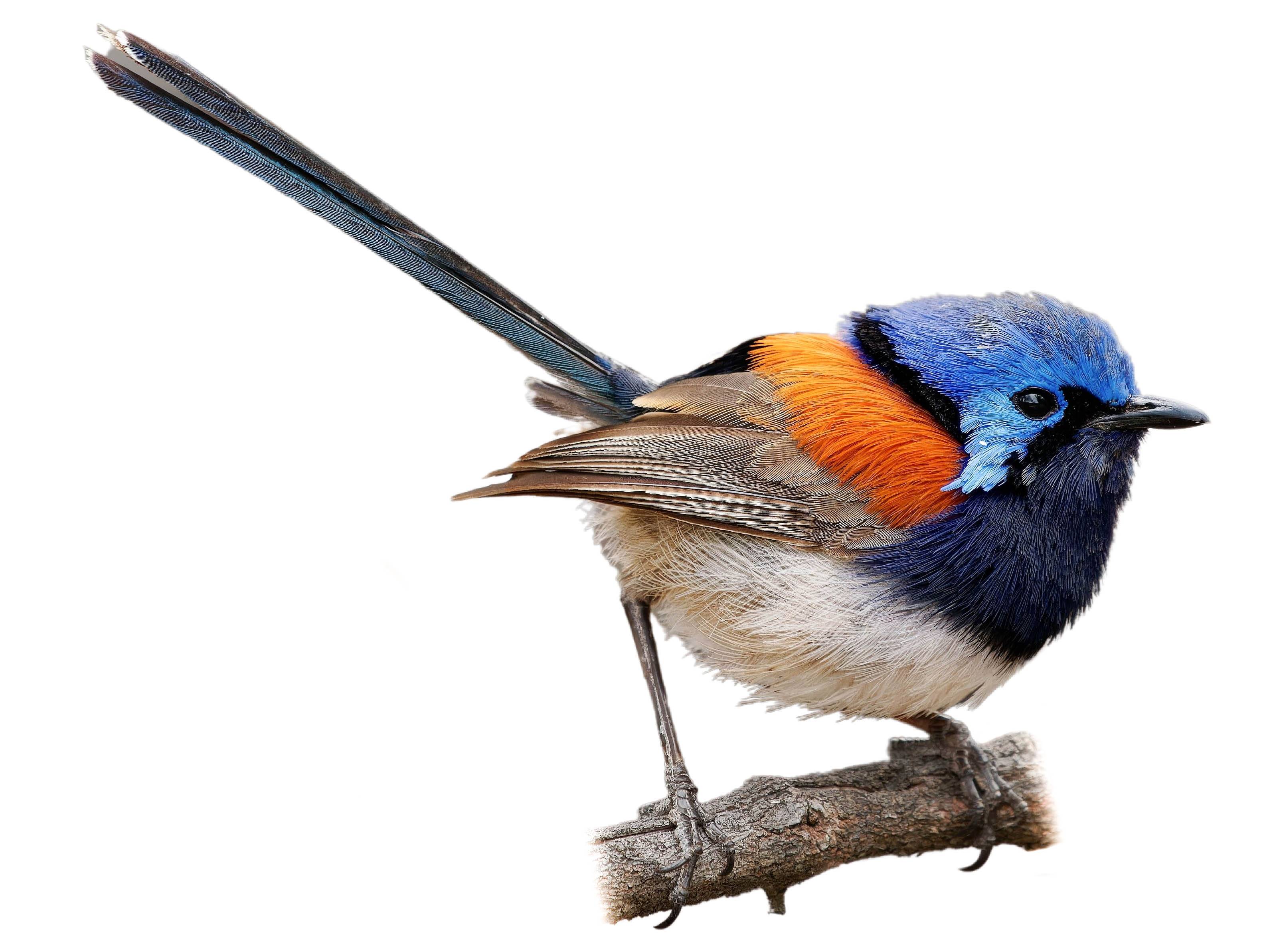 A photo of a Blue-breasted Fairywren (Malurus pulcherrimus), male