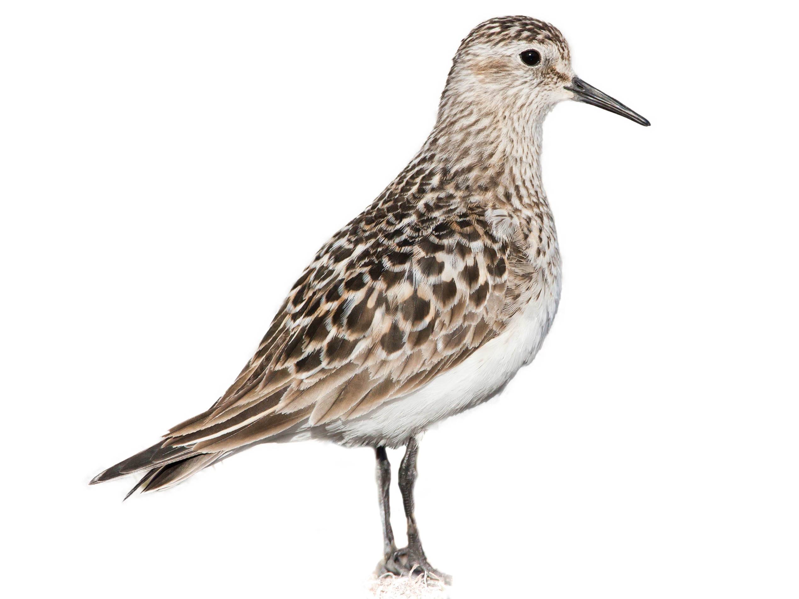 A photo of a Baird's Sandpiper (Calidris bairdii)