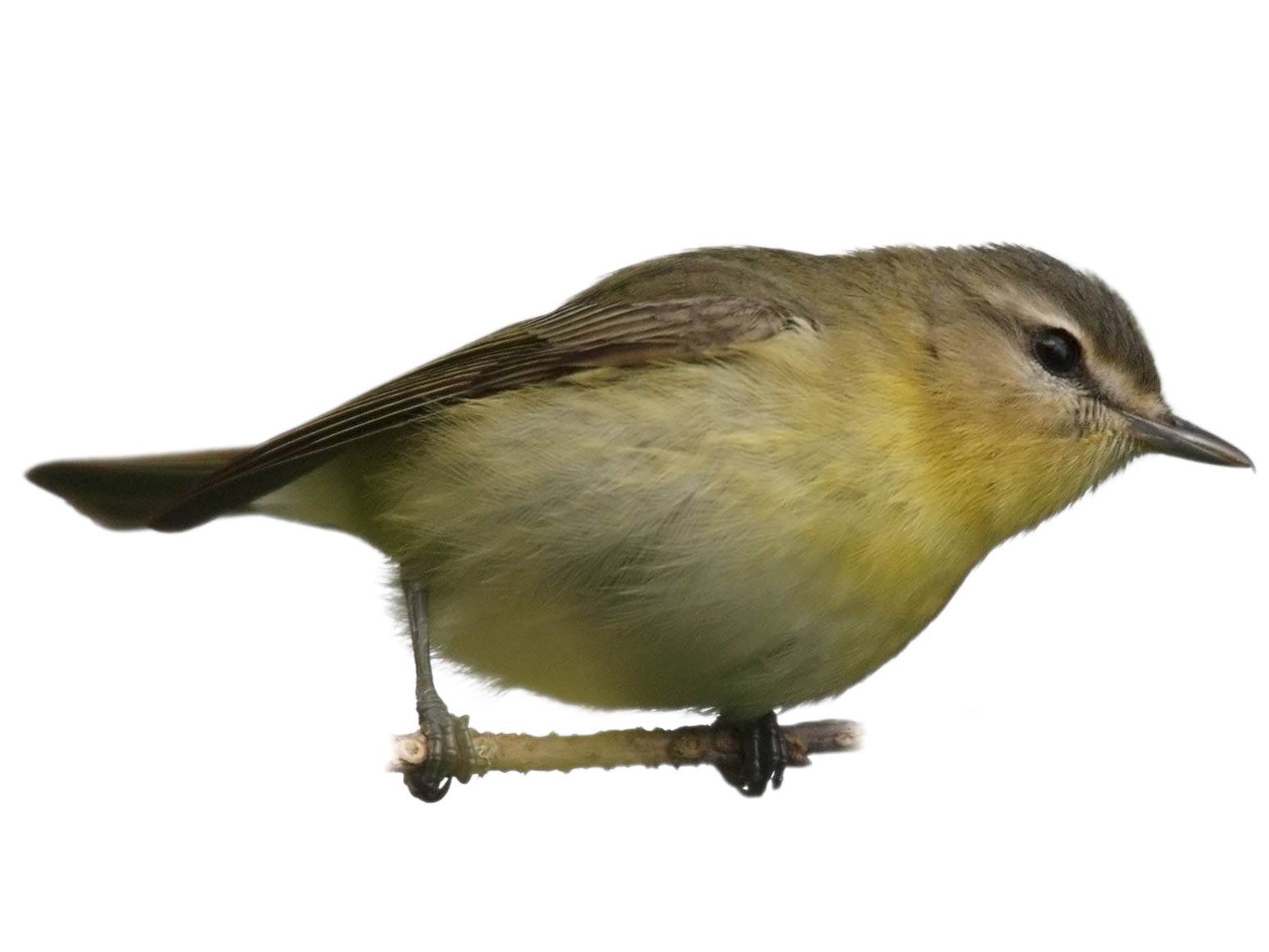 A photo of a Philadelphia Vireo (Vireo philadelphicus)