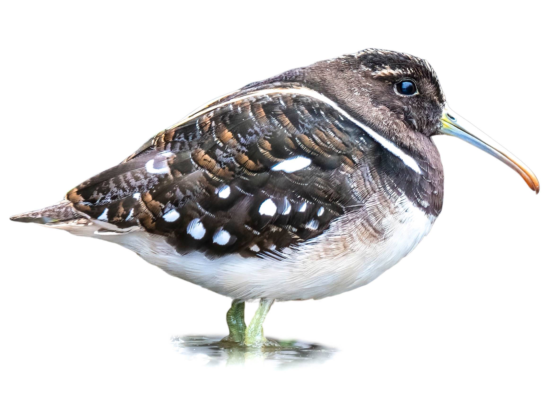 A photo of a South American Painted-snipe (Nycticryphes semicollaris)