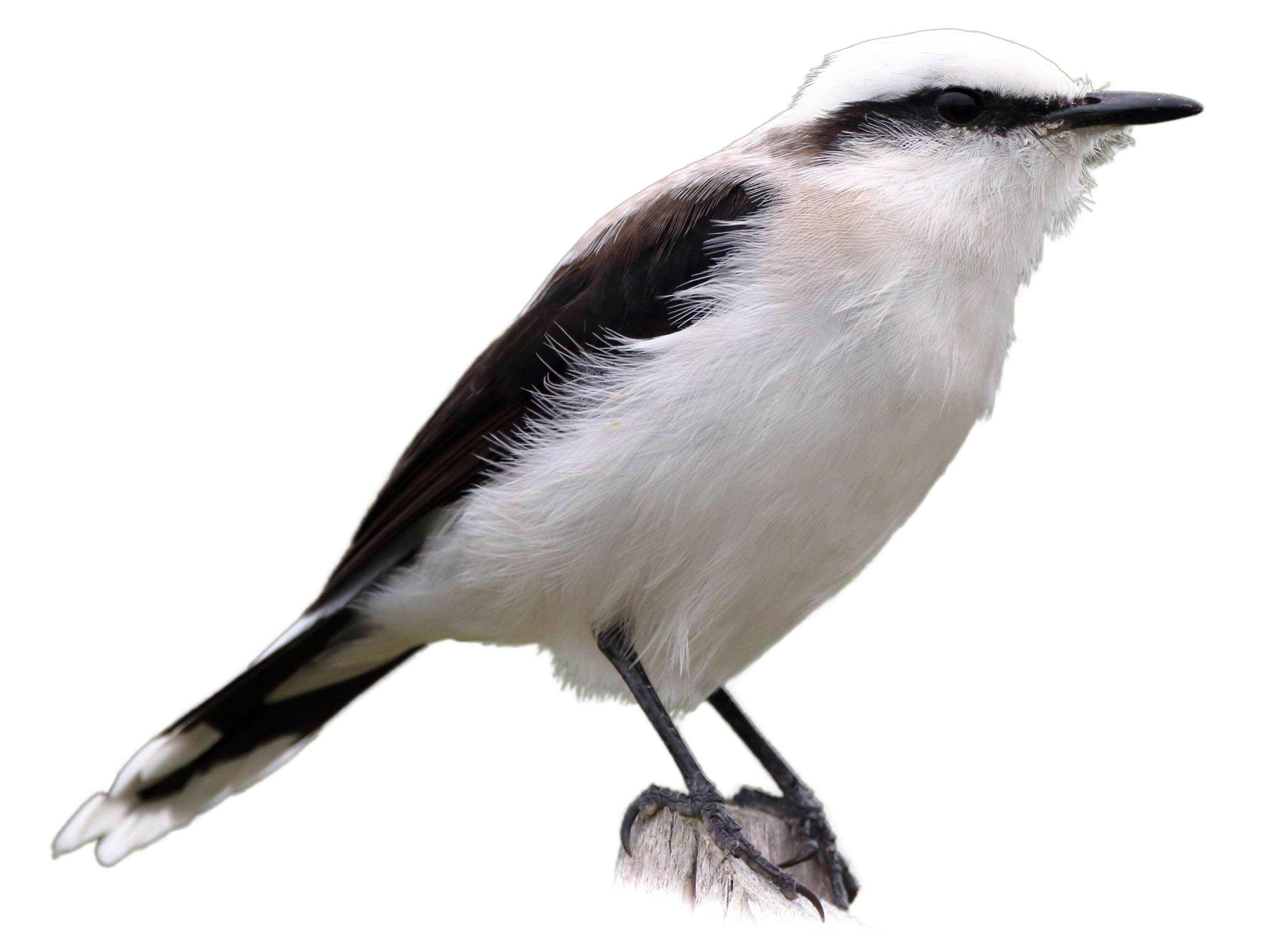 A photo of a Masked Water Tyrant (Fluvicola nengeta)