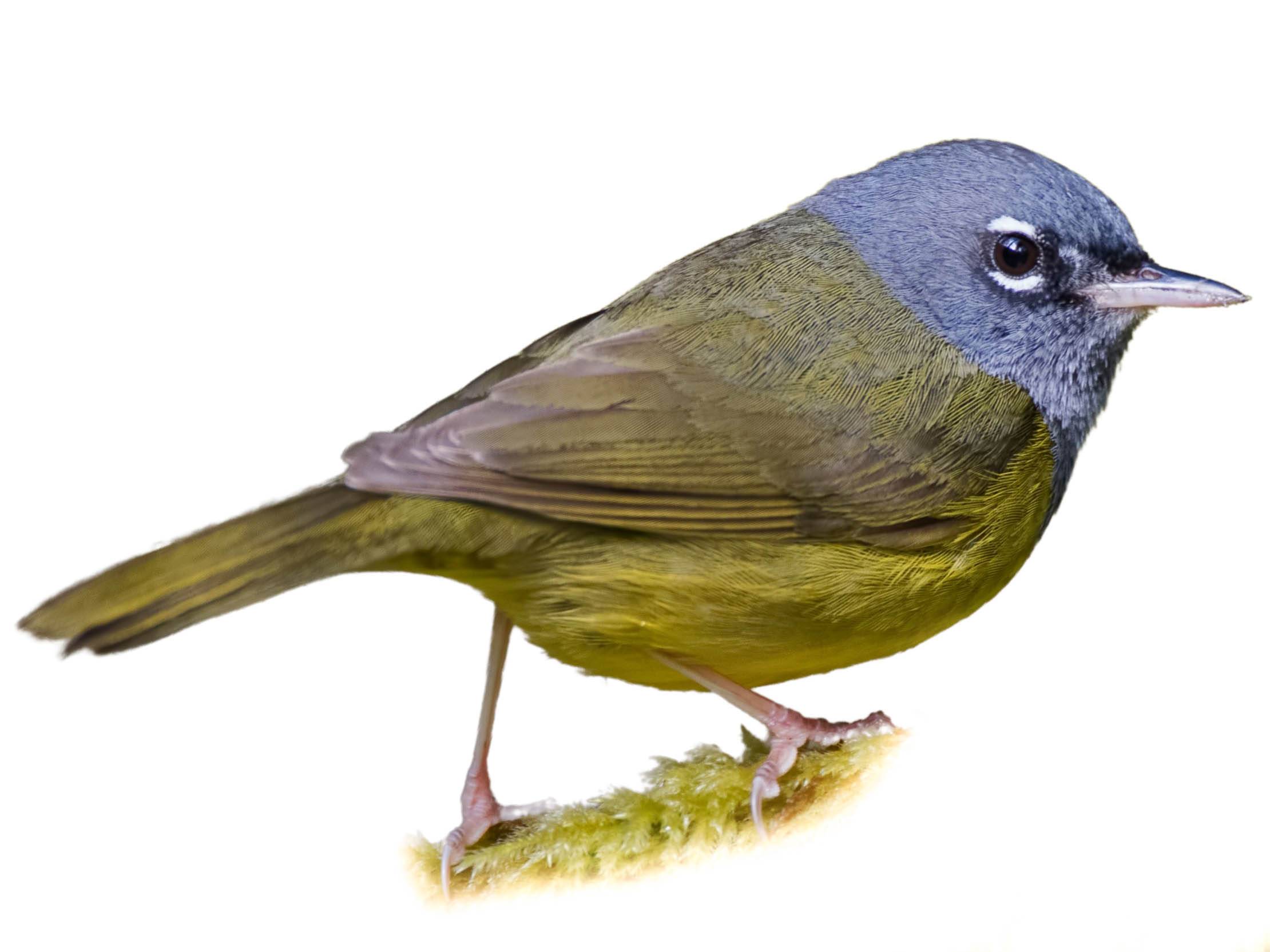 A photo of a MacGillivray's Warbler (Geothlypis tolmiei), male