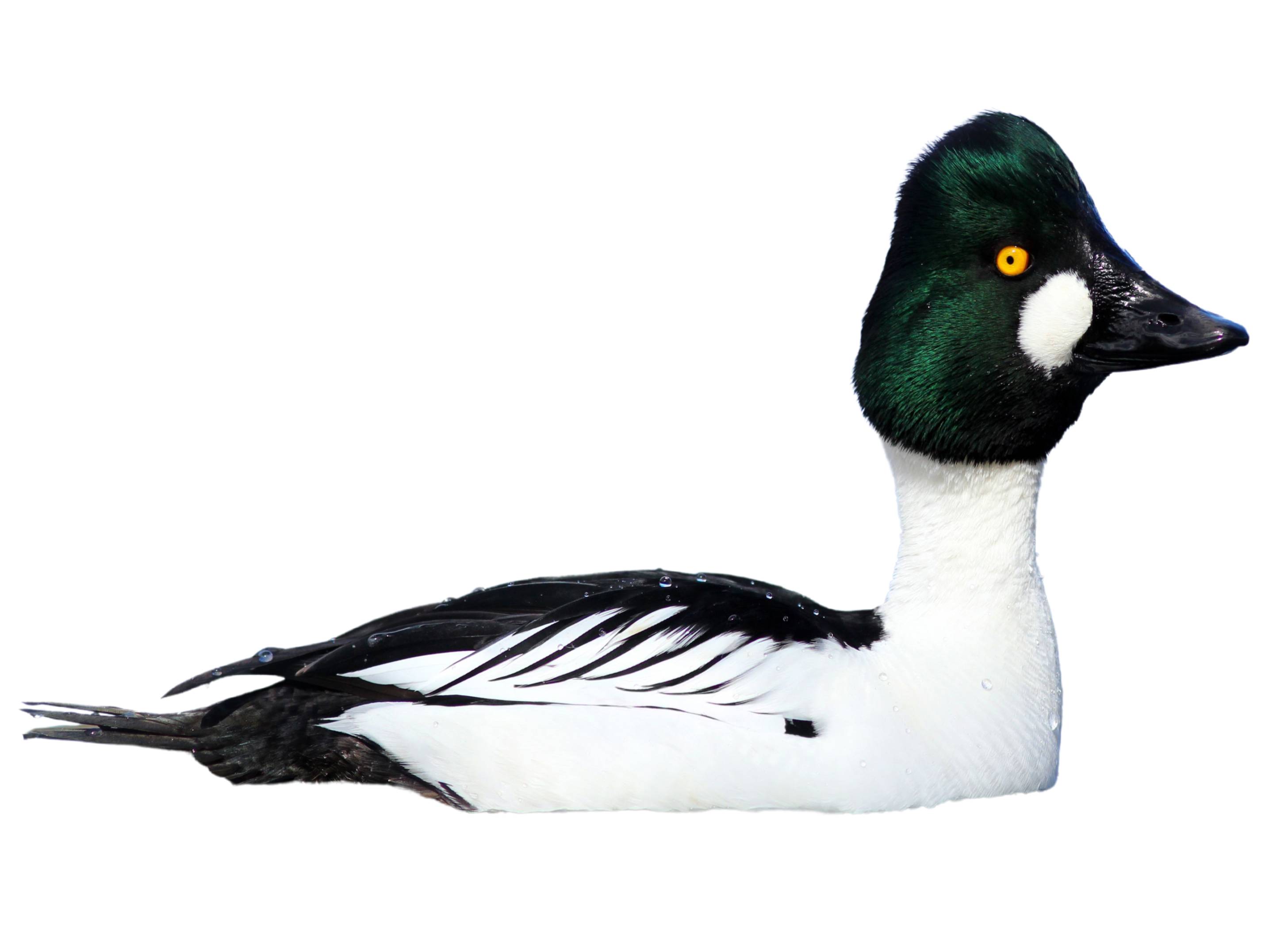 A photo of a Common Goldeneye (Bucephala clangula), male