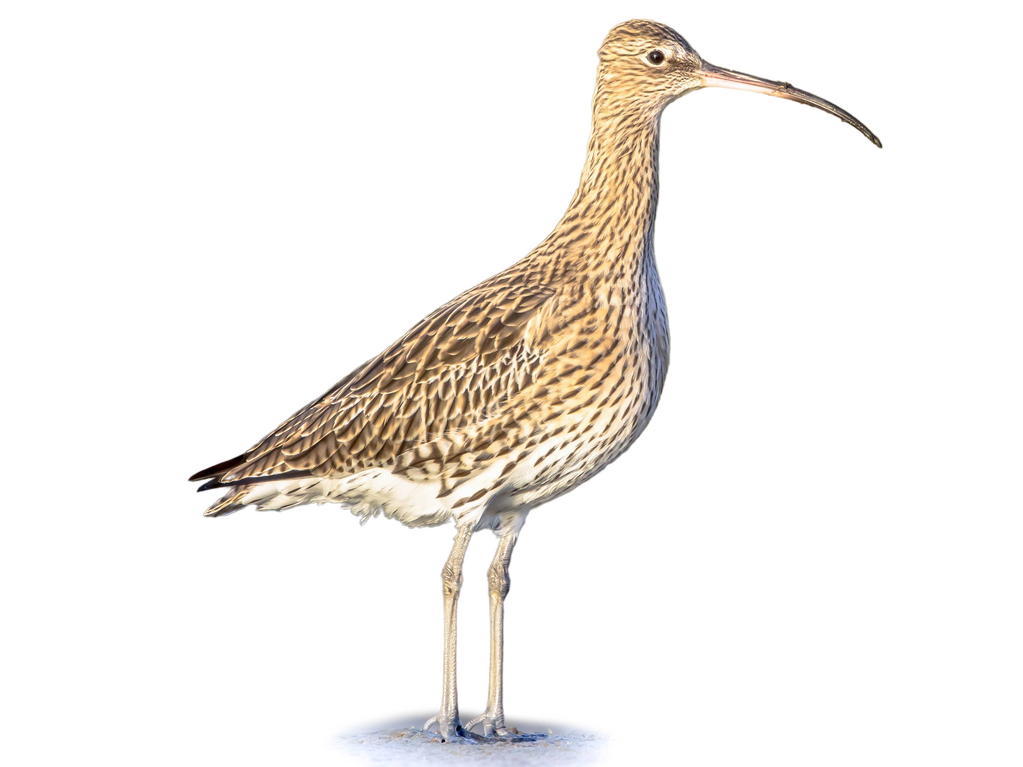 A photo of a Eurasian Curlew (Numenius arquata), male