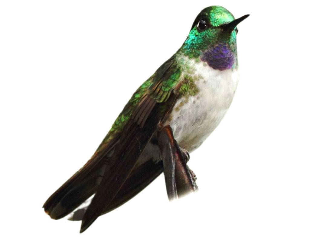 A photo of a White-bellied Mountaingem (Lampornis hemileucus), male
