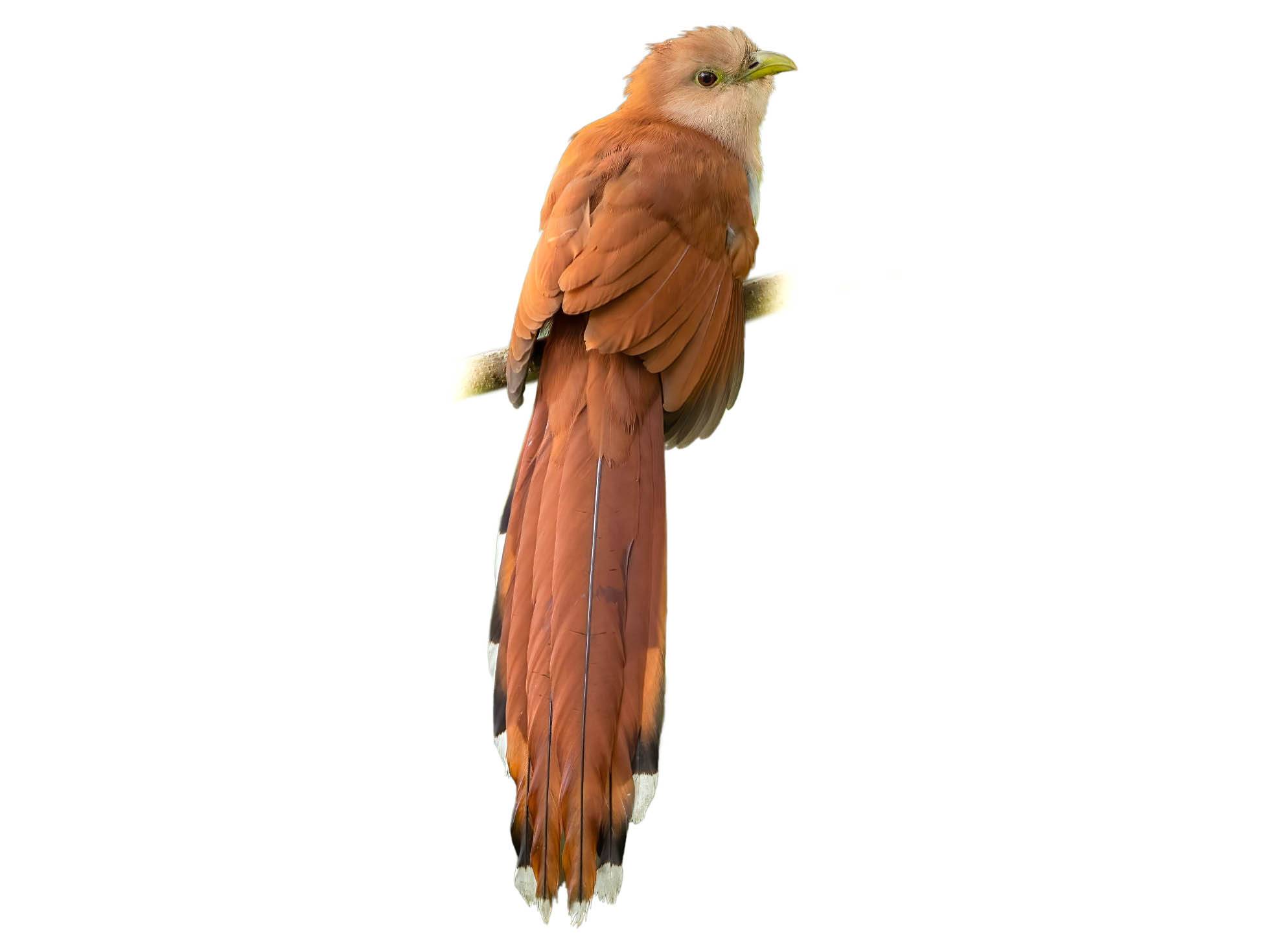 Common Squirrel Cuckoo (Piaya cayana) identification - Birda