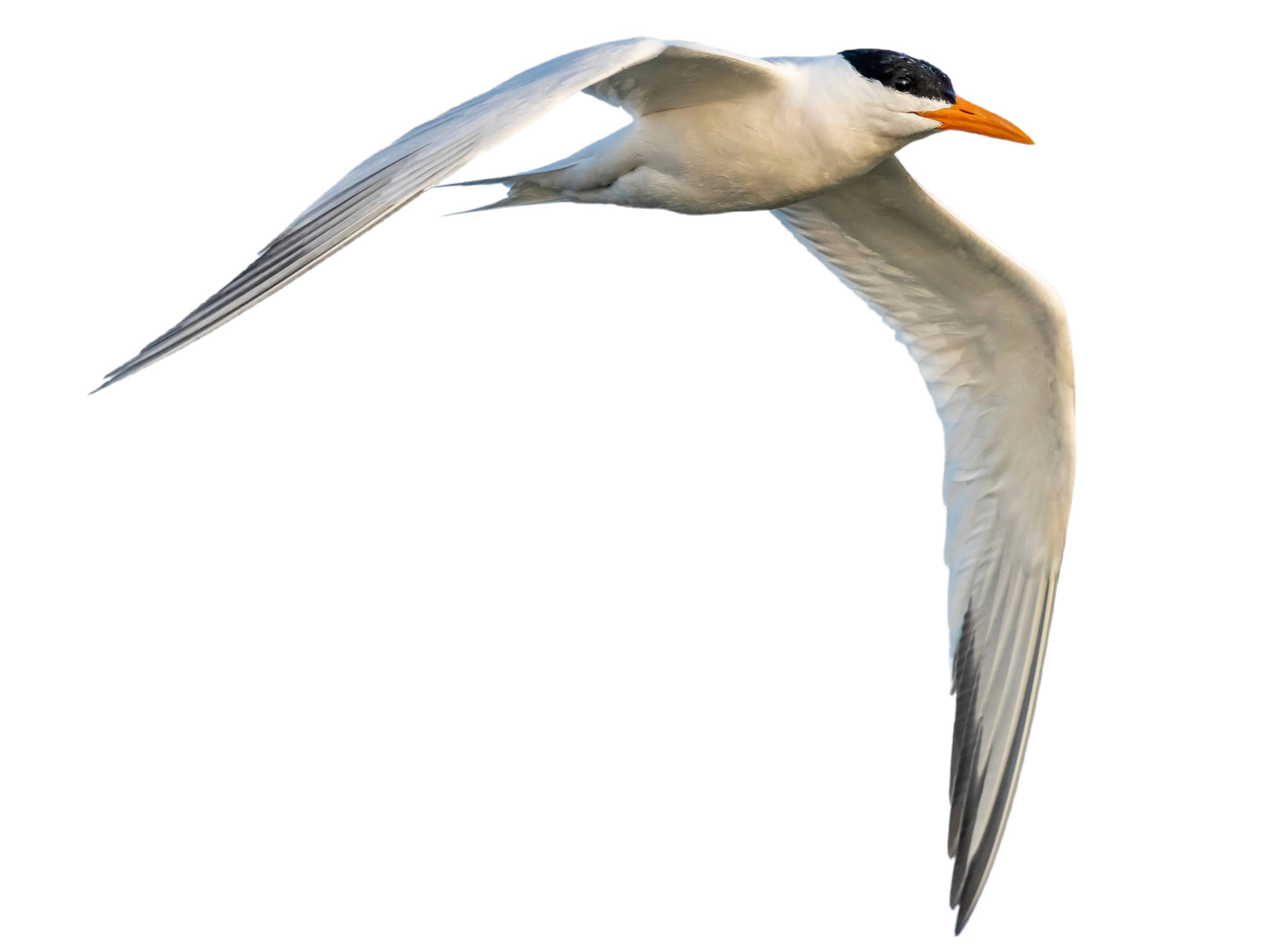 A photo of a Royal Tern (Thalasseus maximus)