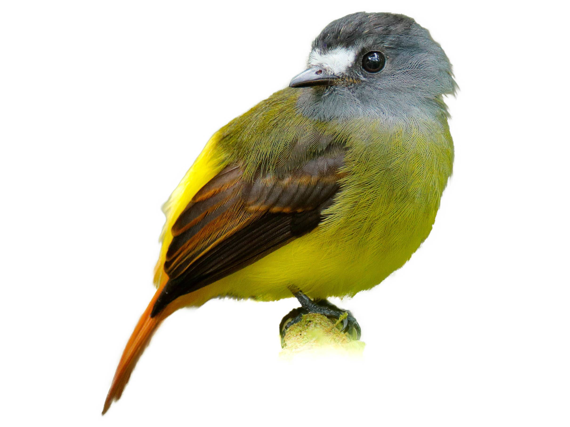 A photo of a Ornate Flycatcher (Myiotriccus ornatus)