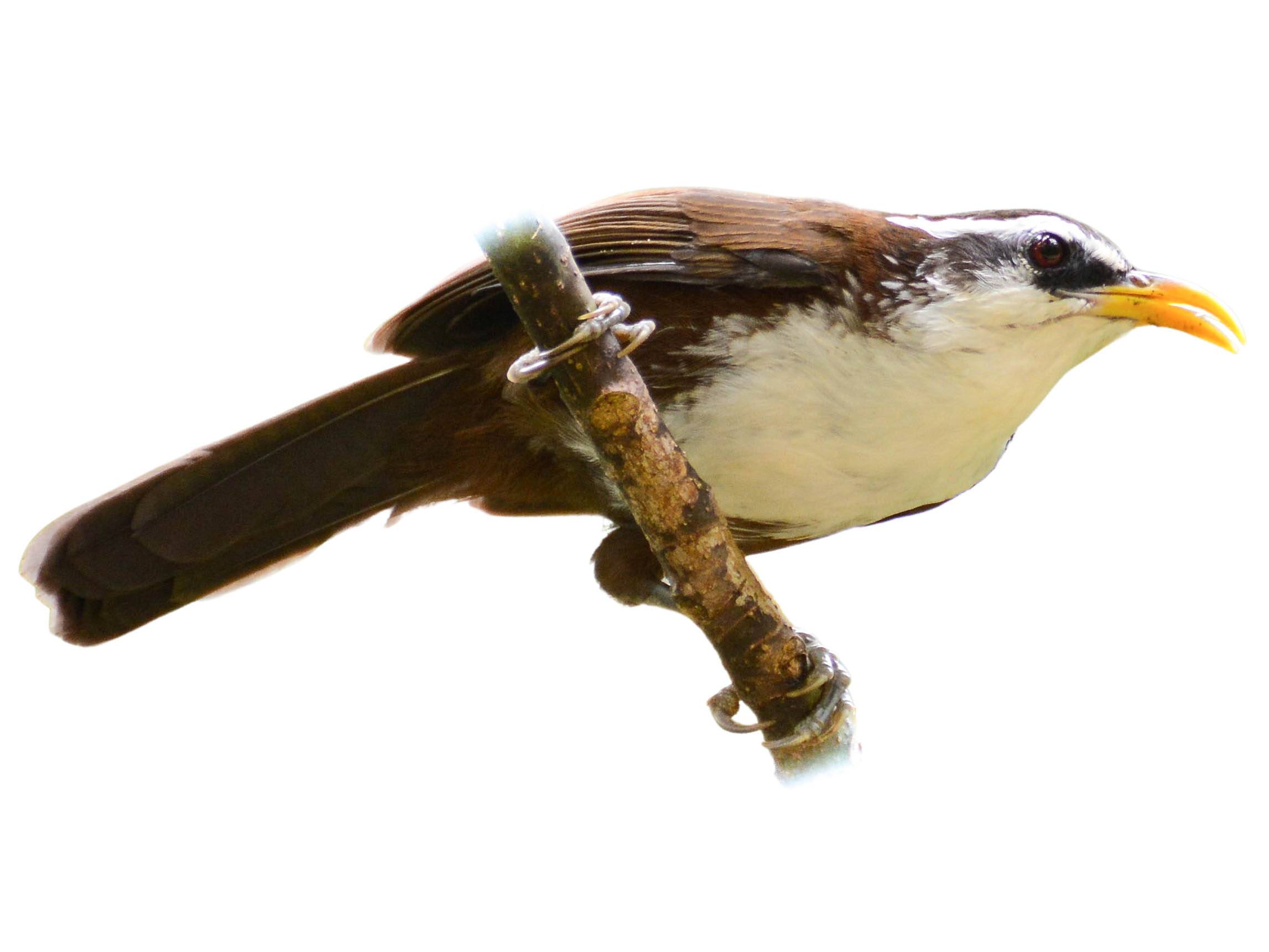 A photo of a Sri Lanka Scimitar Babbler (Pomatorhinus melanurus)