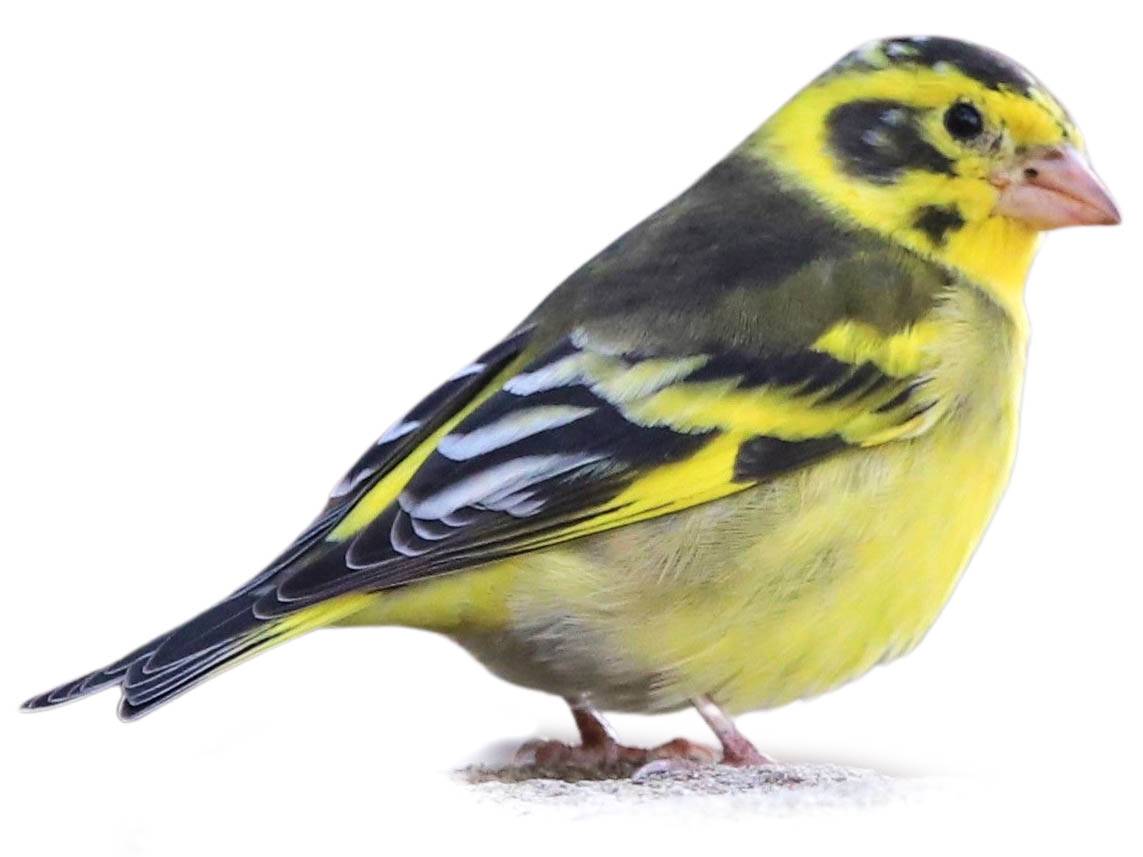 A photo of a Yellow-breasted Greenfinch (Chloris spinoides), male