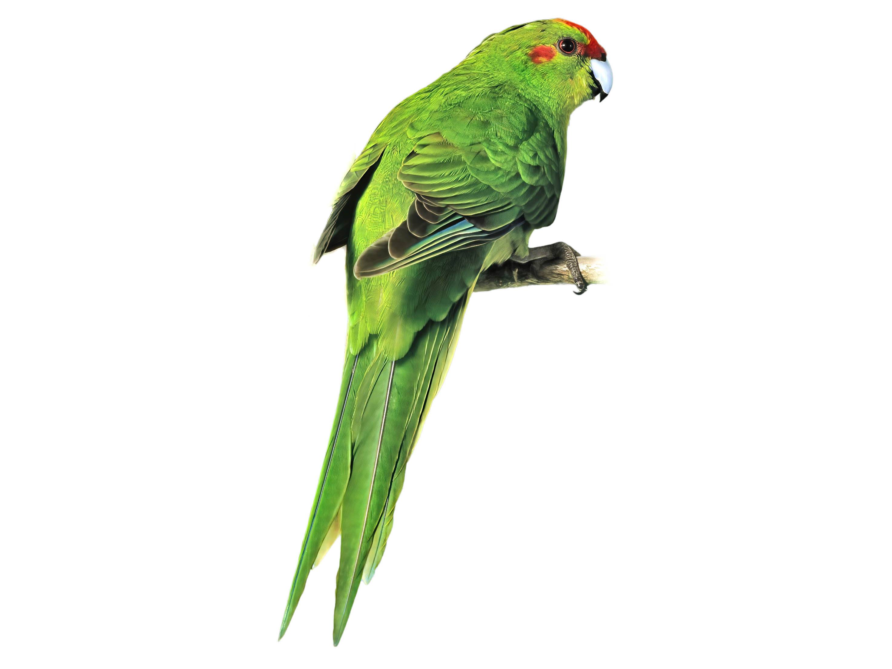 A photo of a Red-crowned Parakeet (Cyanoramphus novaezelandiae)