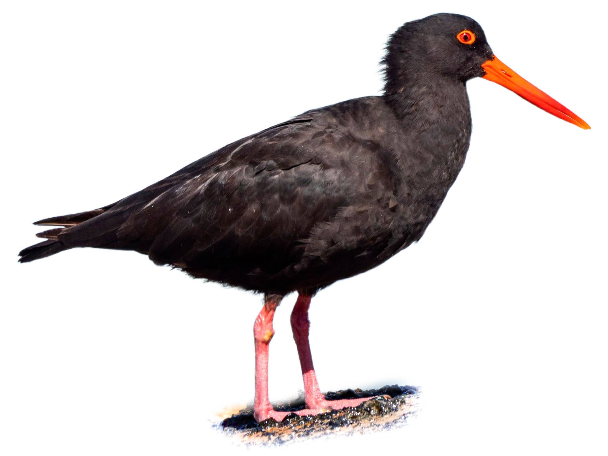 A photo of a Sooty Oystercatcher (Haematopus fuliginosus)