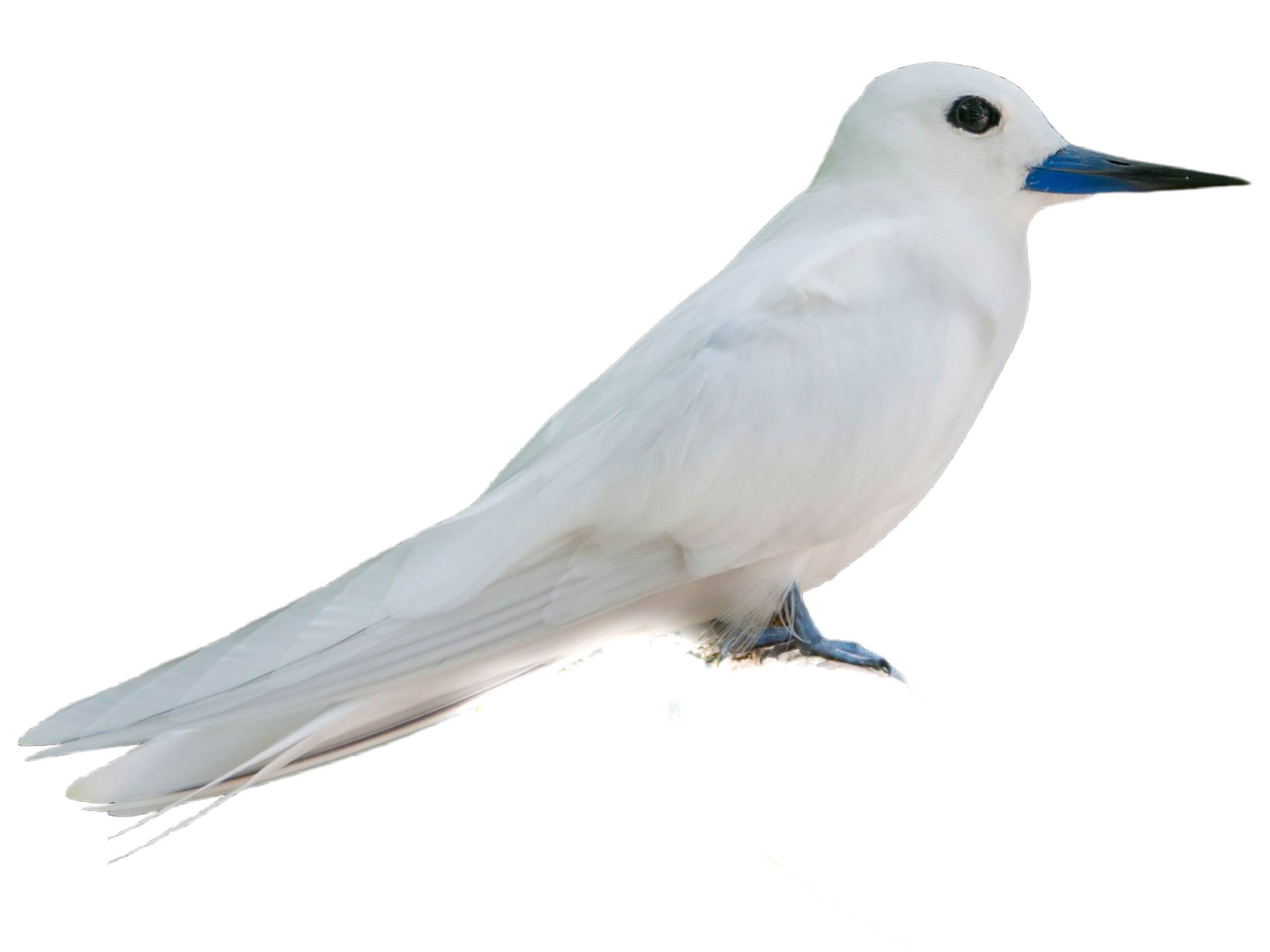A photo of a White Tern (Gygis alba)