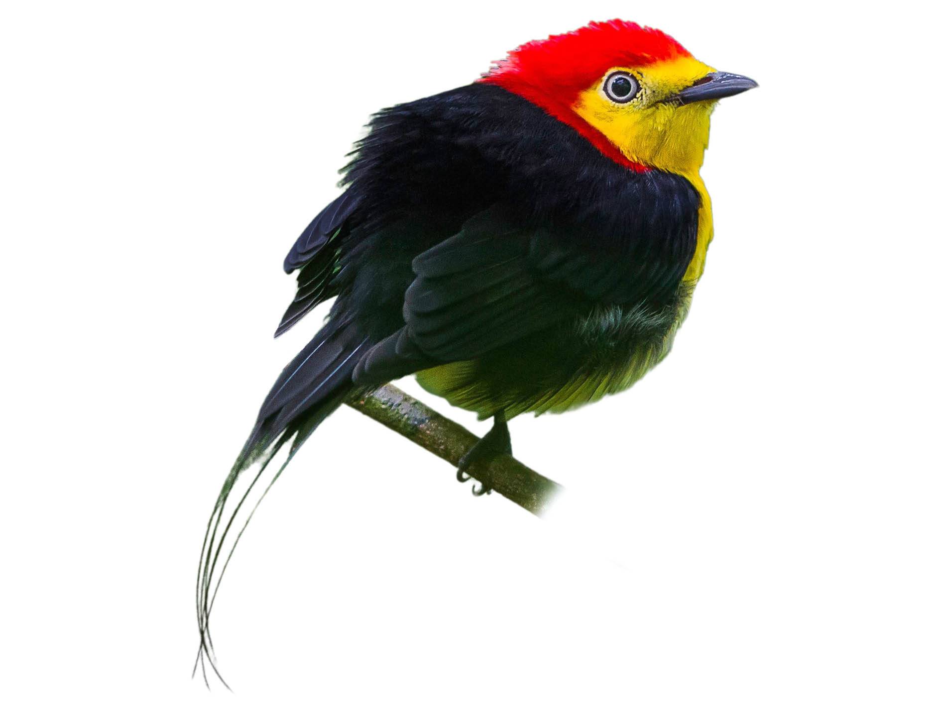 A photo of a Wire-tailed Manakin (Pipra filicauda), male