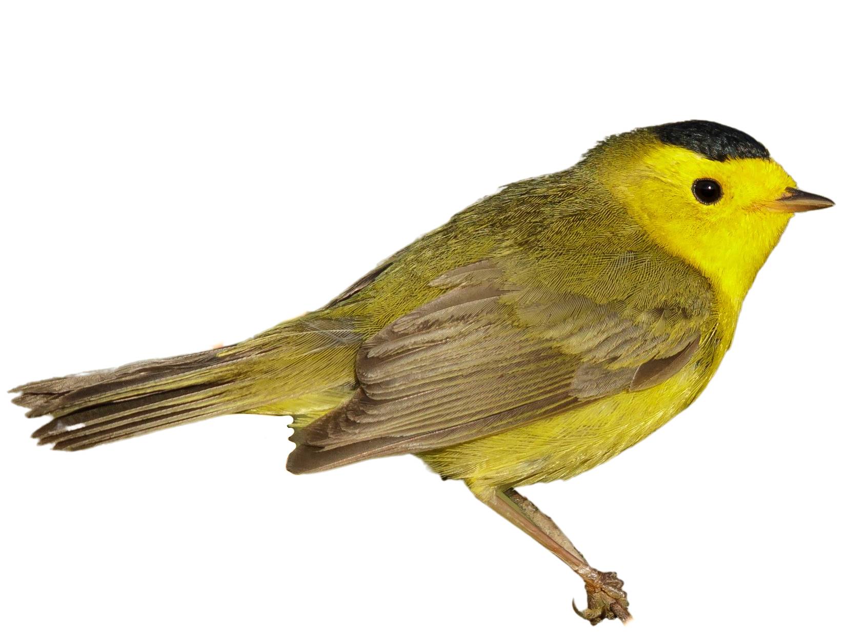 A photo of a Wilson's Warbler (Cardellina pusilla), male