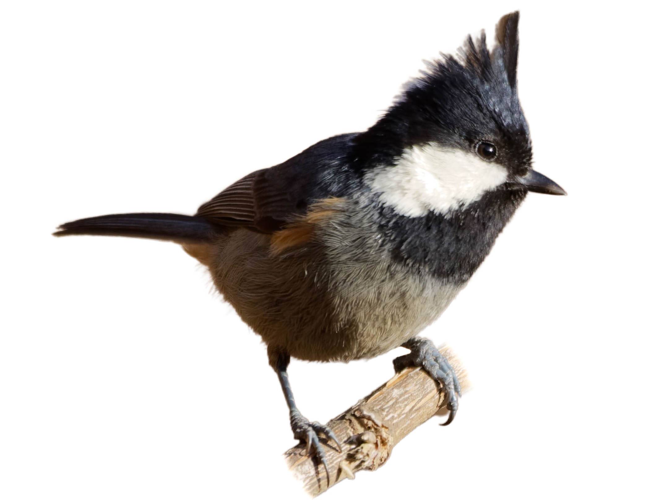 A photo of a Rufous-vented Tit (Periparus rubidiventris)