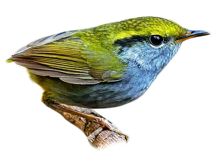 A photo of a Grey-bellied Tesia (Tesia cyaniventer)