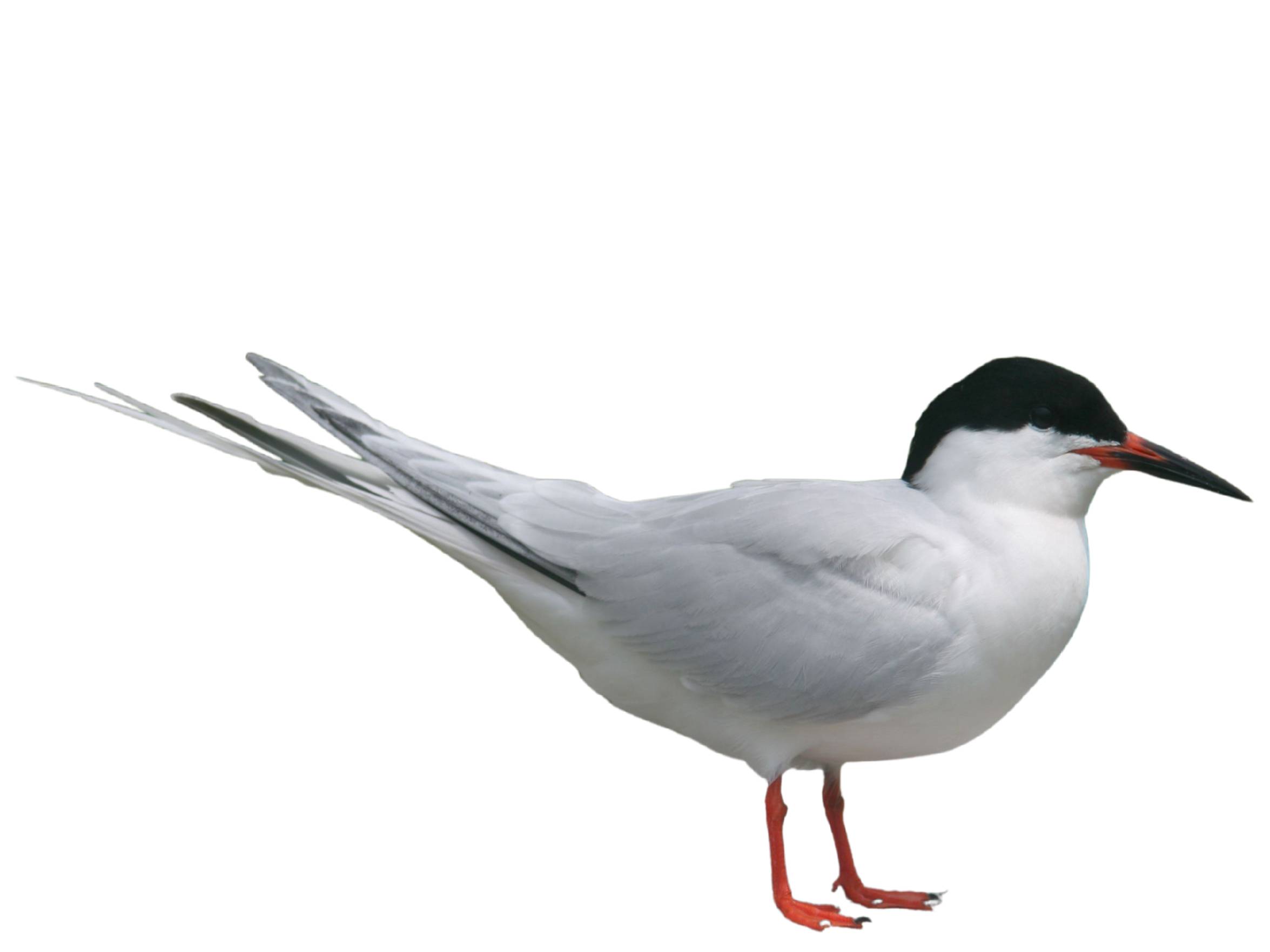 A photo of a Roseate Tern (Sterna dougallii)