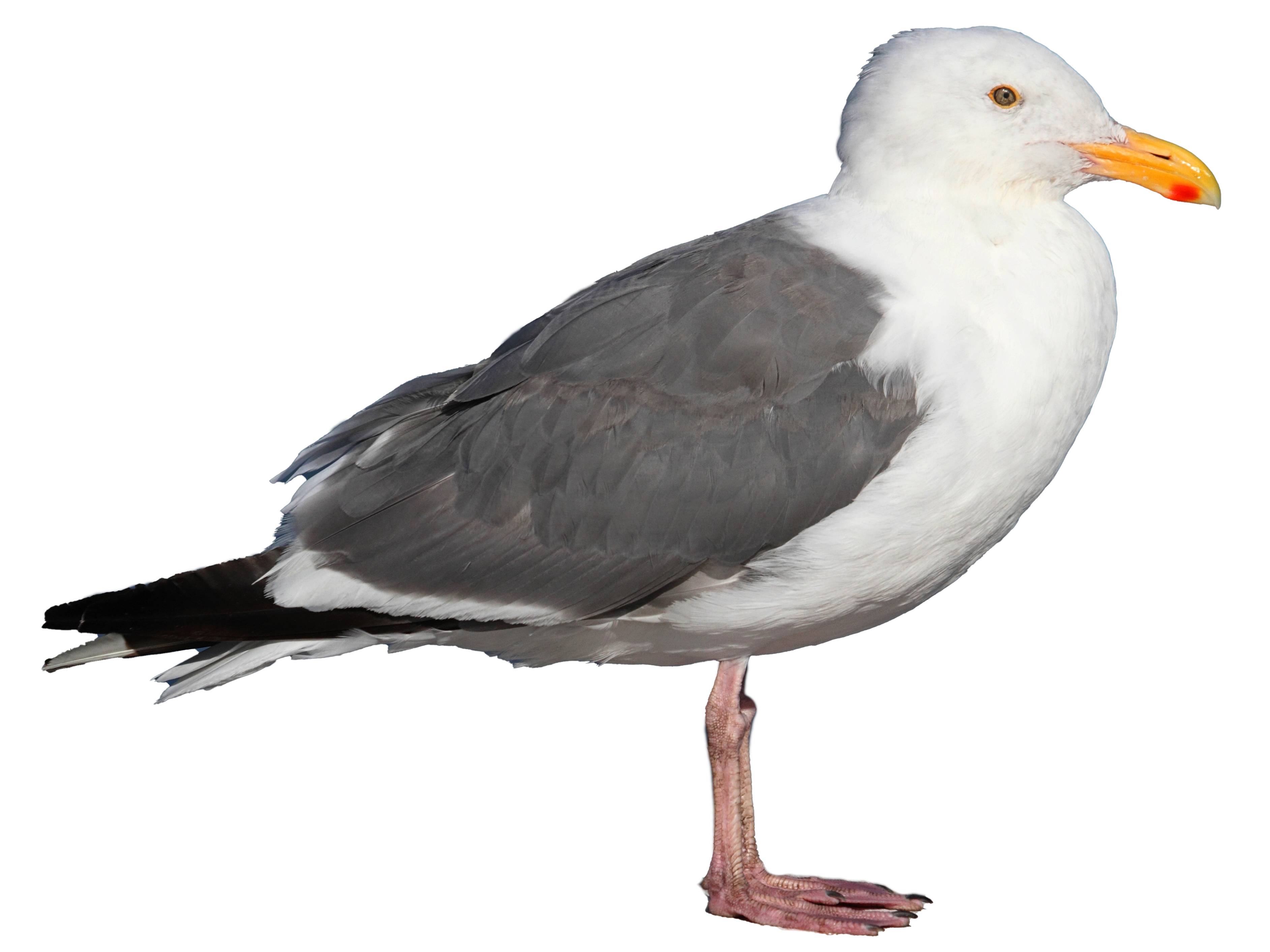 A photo of a Western Gull (Larus occidentalis)