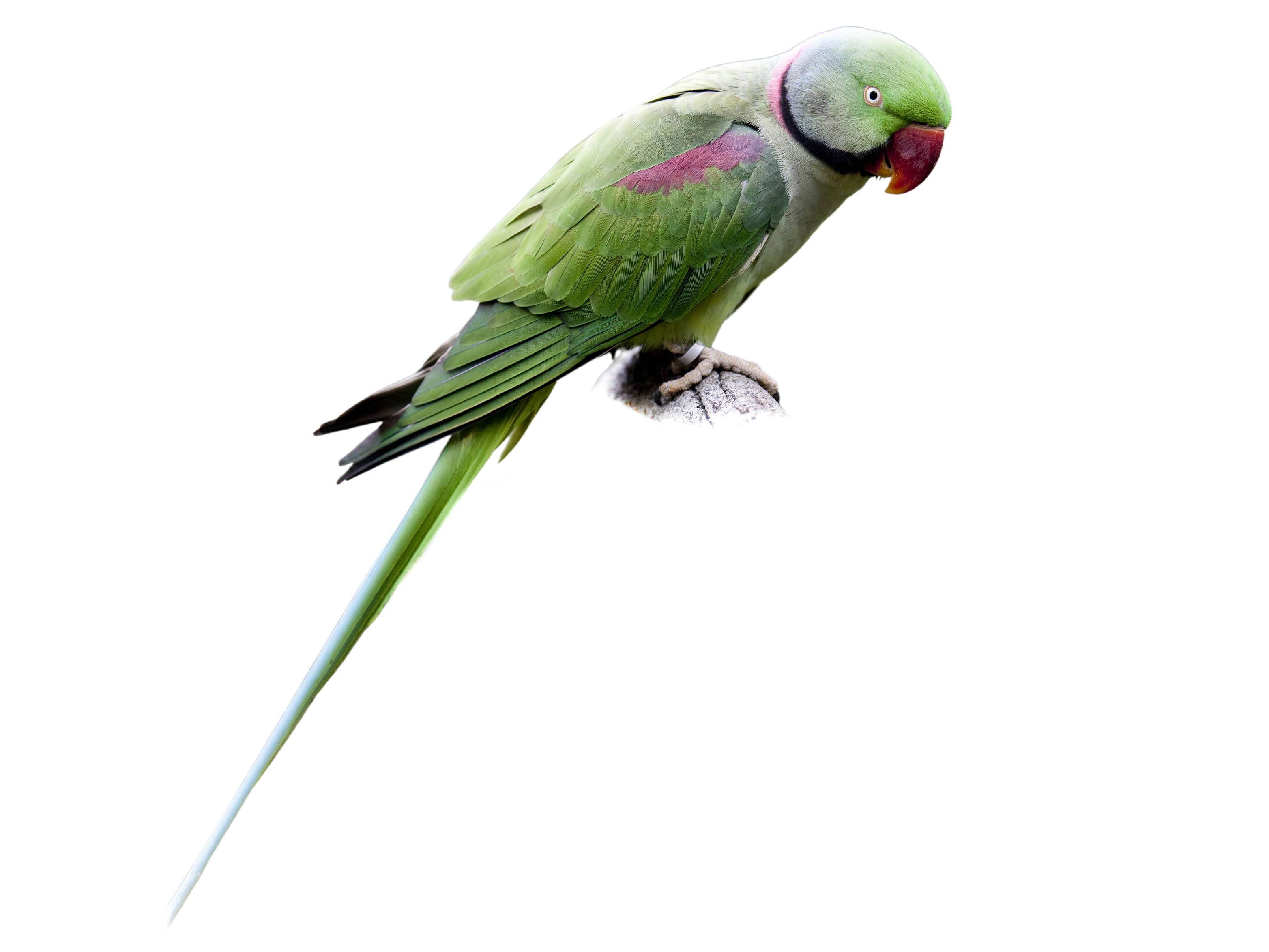 A photo of a Alexandrine Parakeet (Psittacula eupatria), male