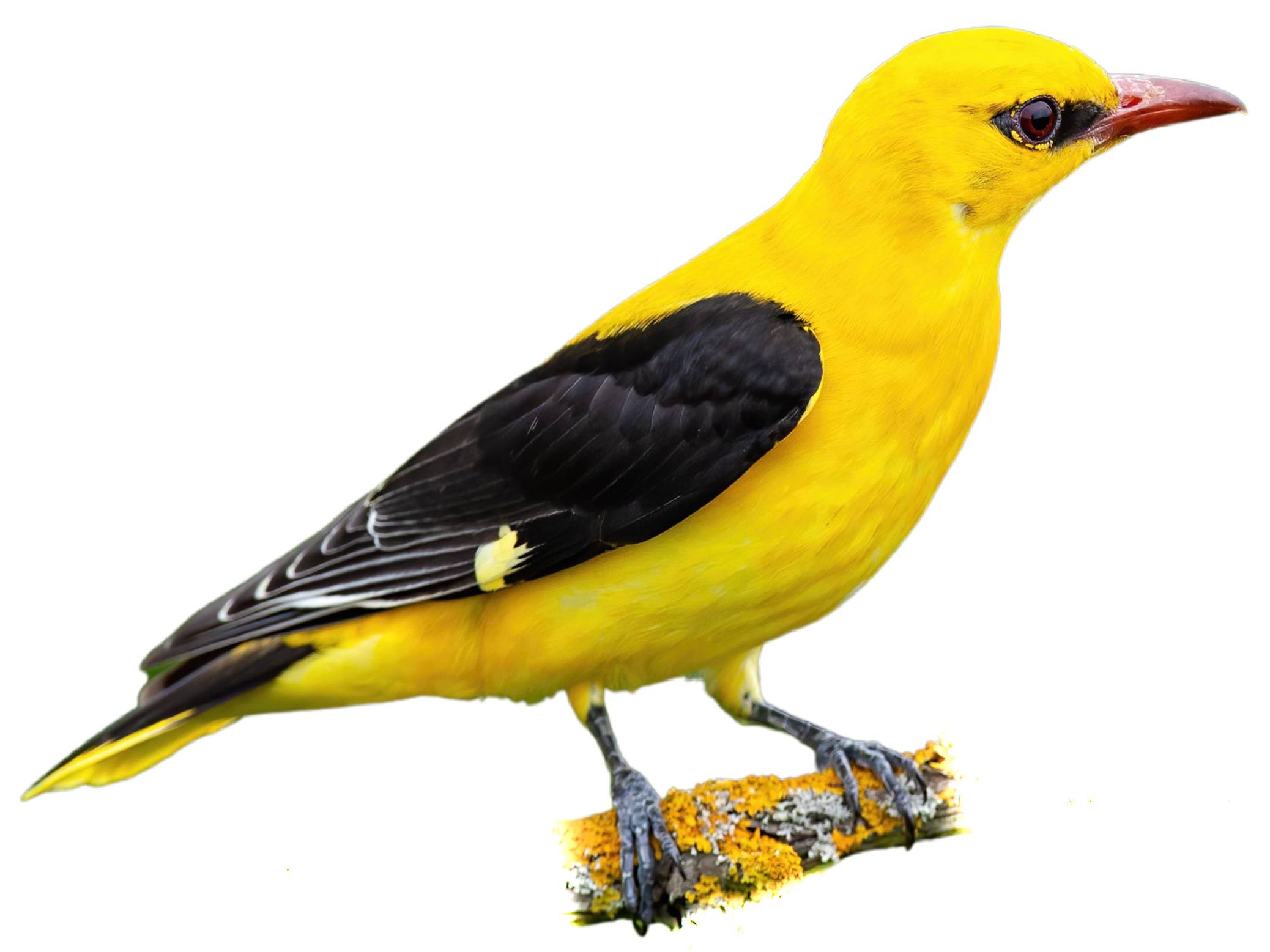 A photo of a Eurasian Golden Oriole (Oriolus oriolus), male