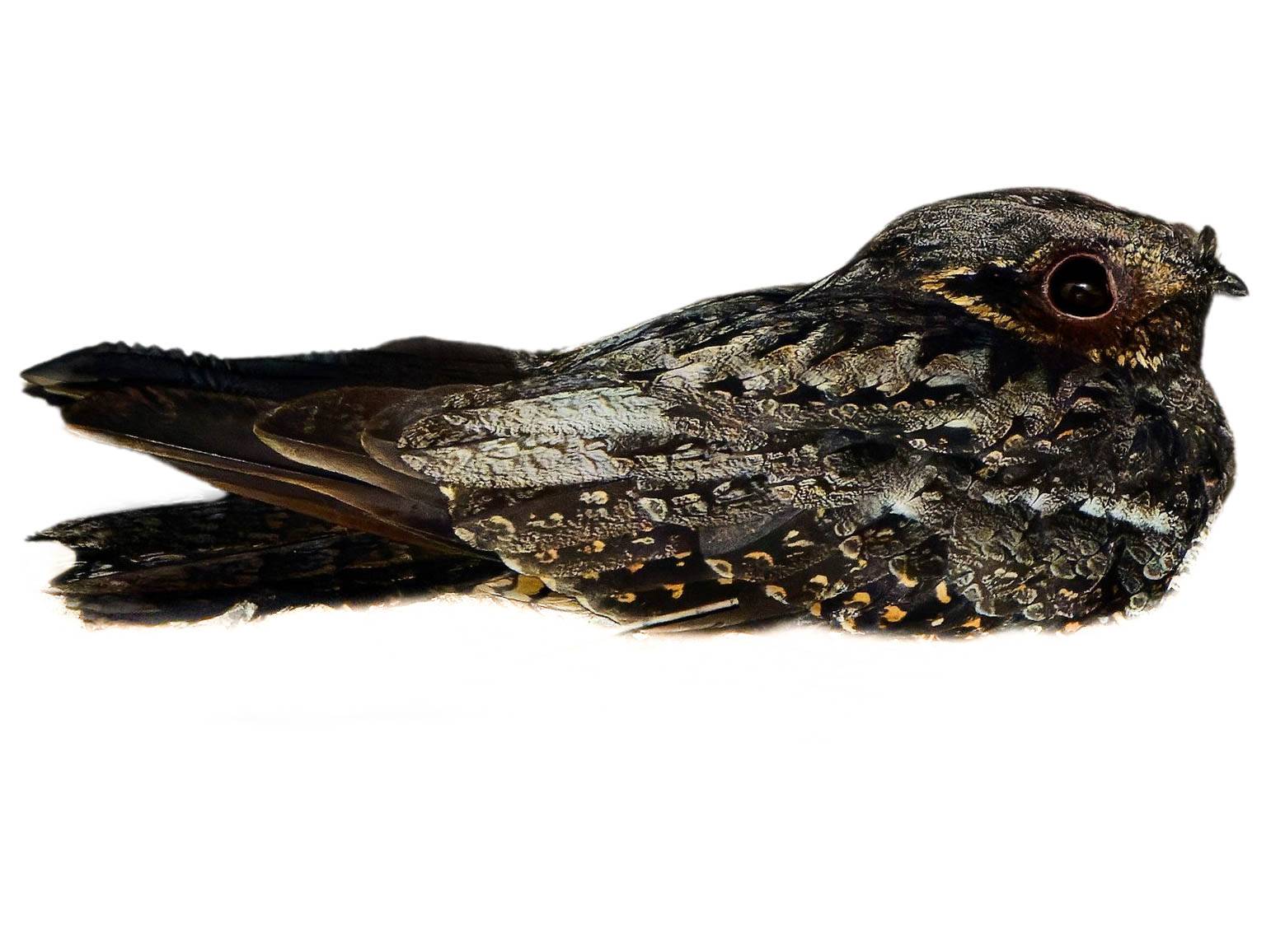 A photo of a White-throated Nightjar (Eurostopodus mystacalis)