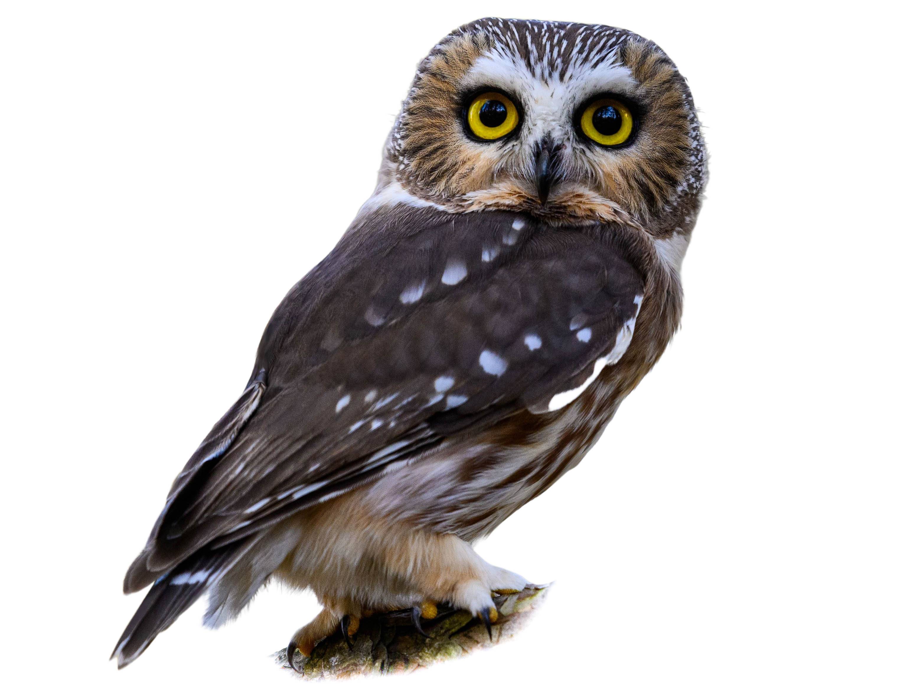 A photo of a Northern Saw-whet Owl (Aegolius acadicus)