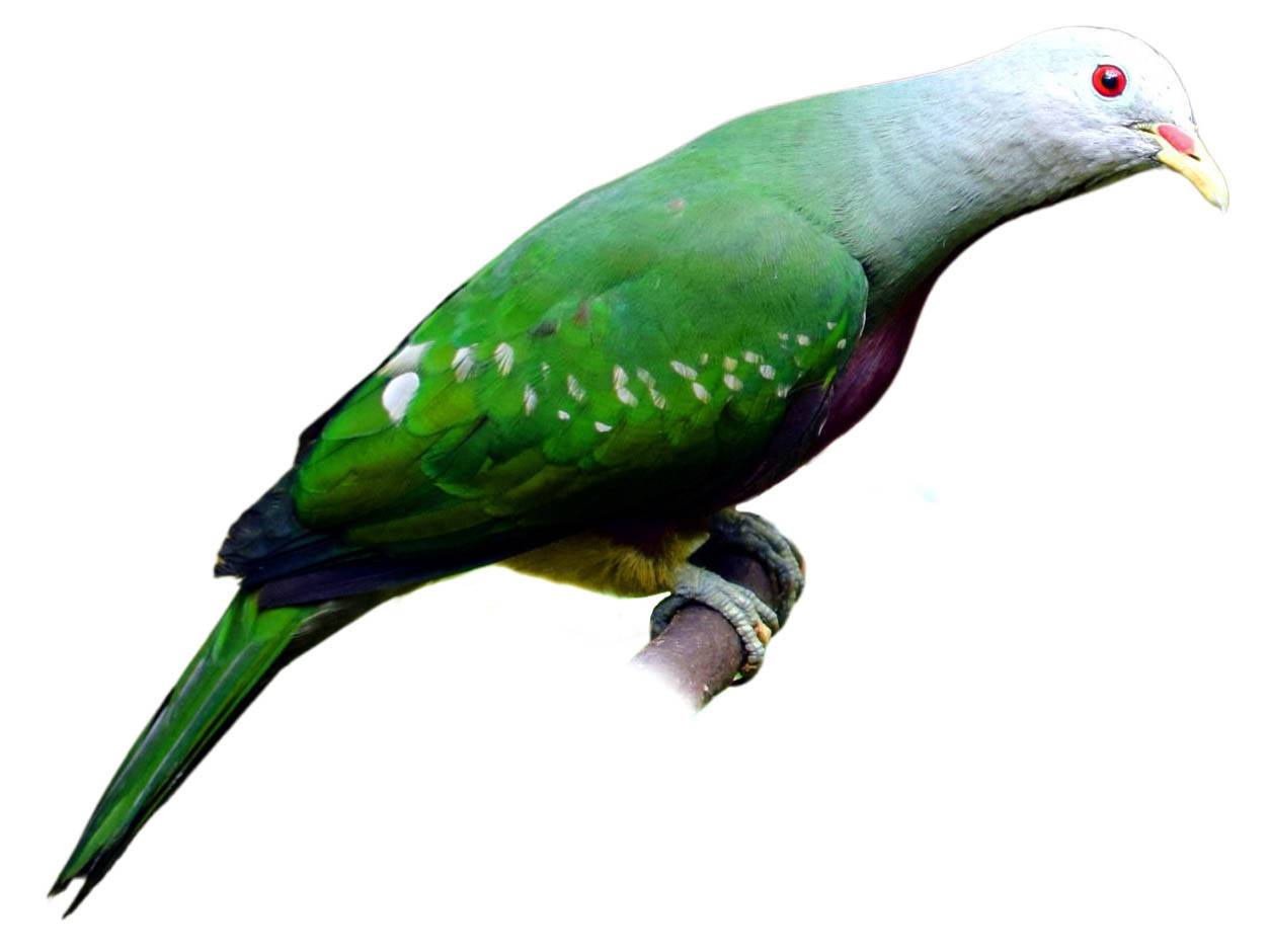 A photo of a Wompoo Fruit Dove (Ptilinopus magnificus)