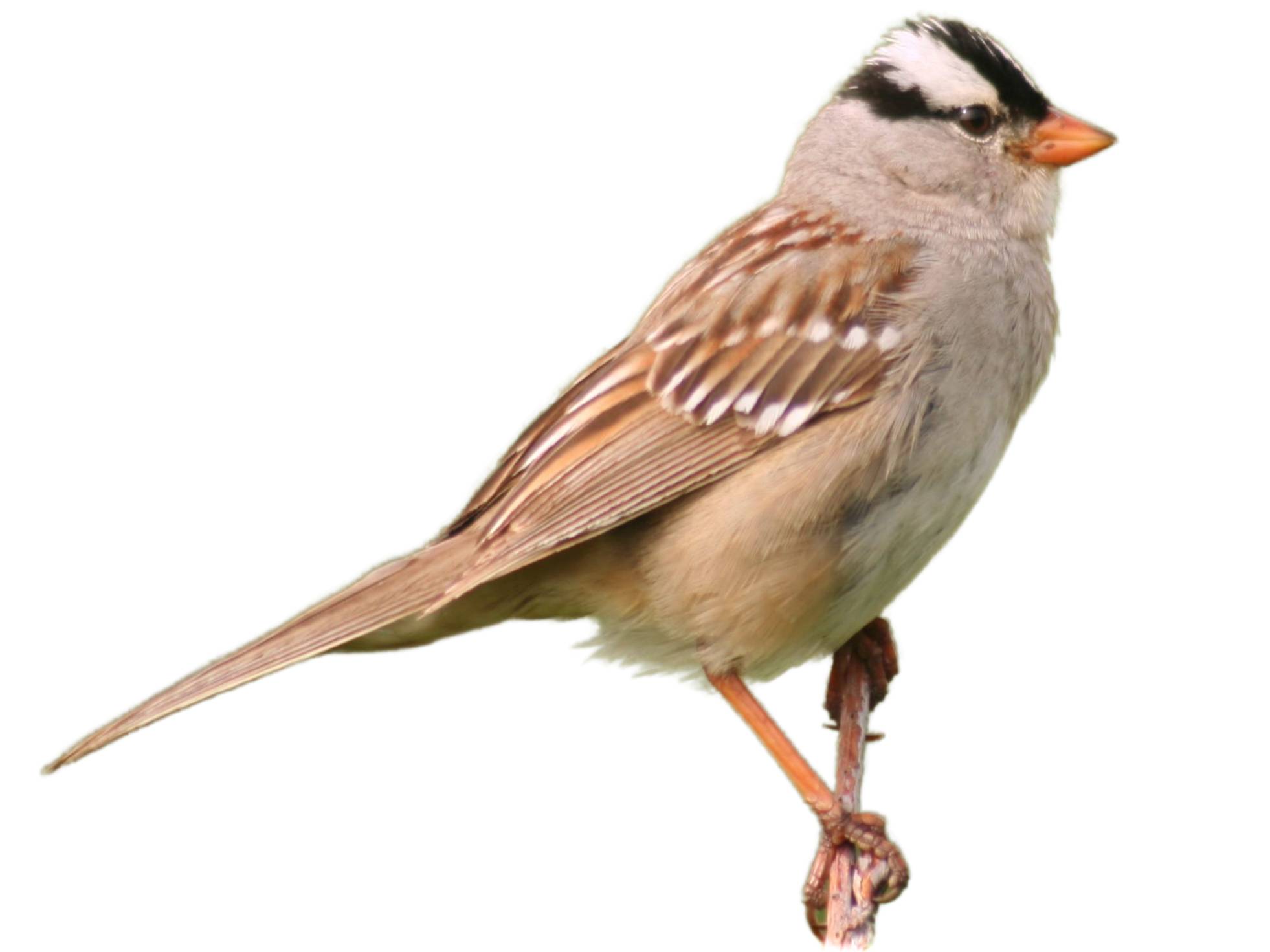 A photo of a White-crowned Sparrow (Zonotrichia leucophrys)