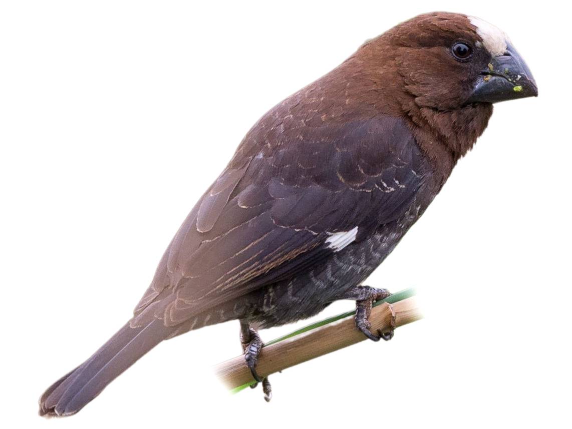 A photo of a Thick-billed Weaver (Amblyospiza albifrons), male