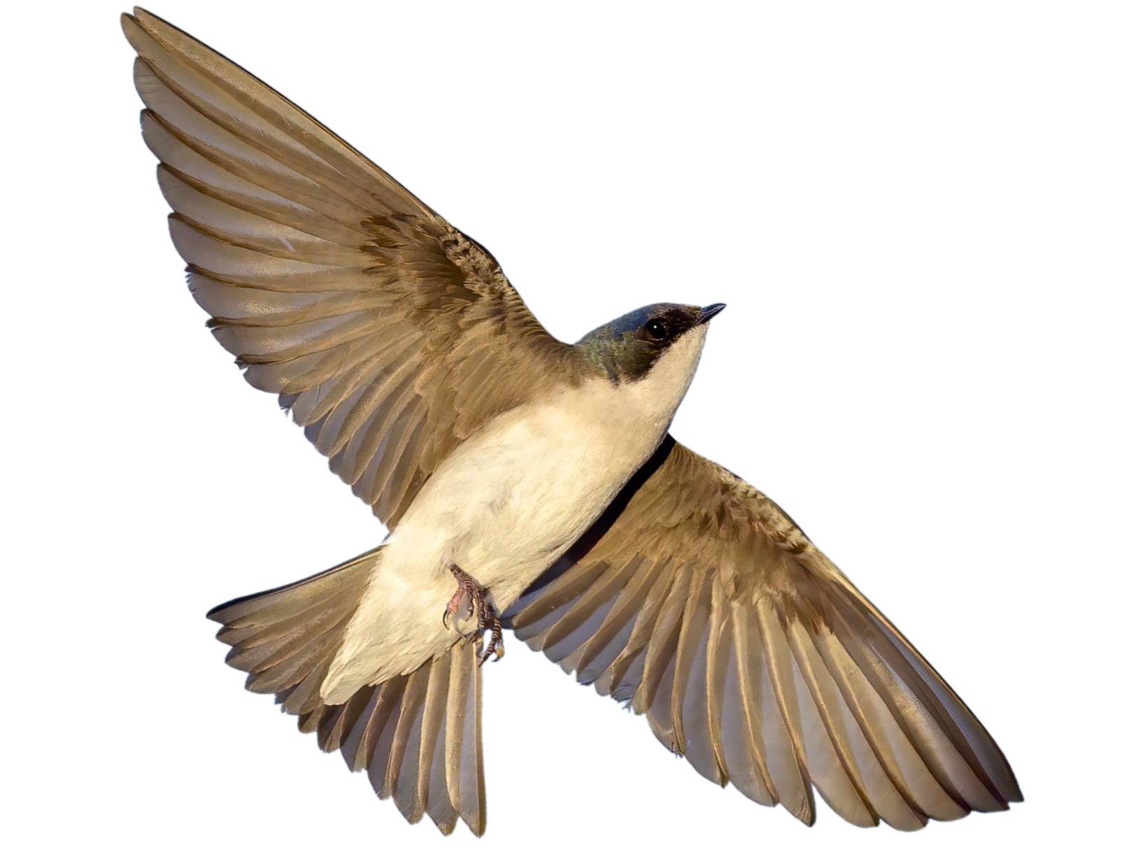 A photo of a Tree Swallow (Tachycineta bicolor)