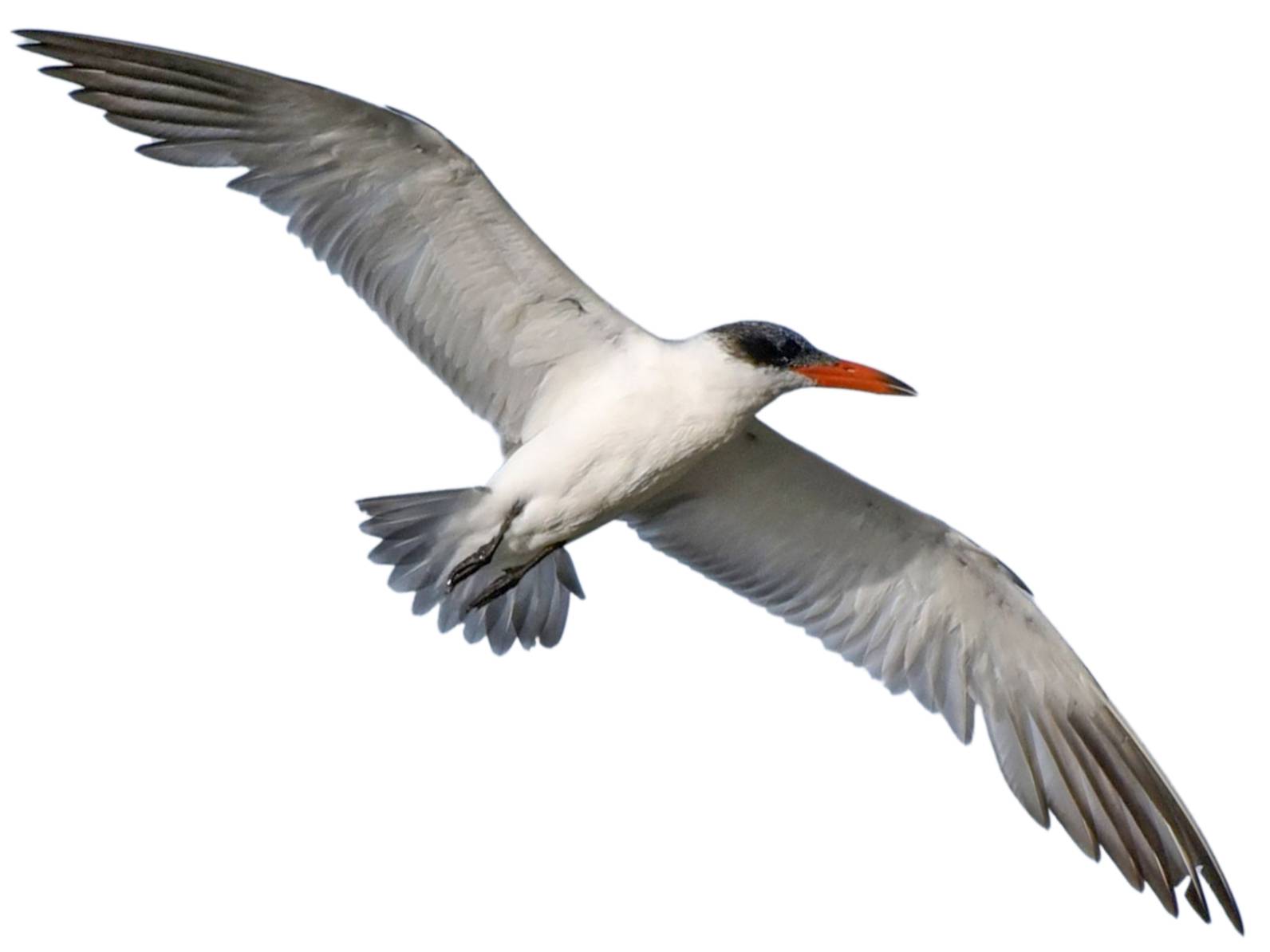 A photo of a Caspian Tern (Hydroprogne caspia)