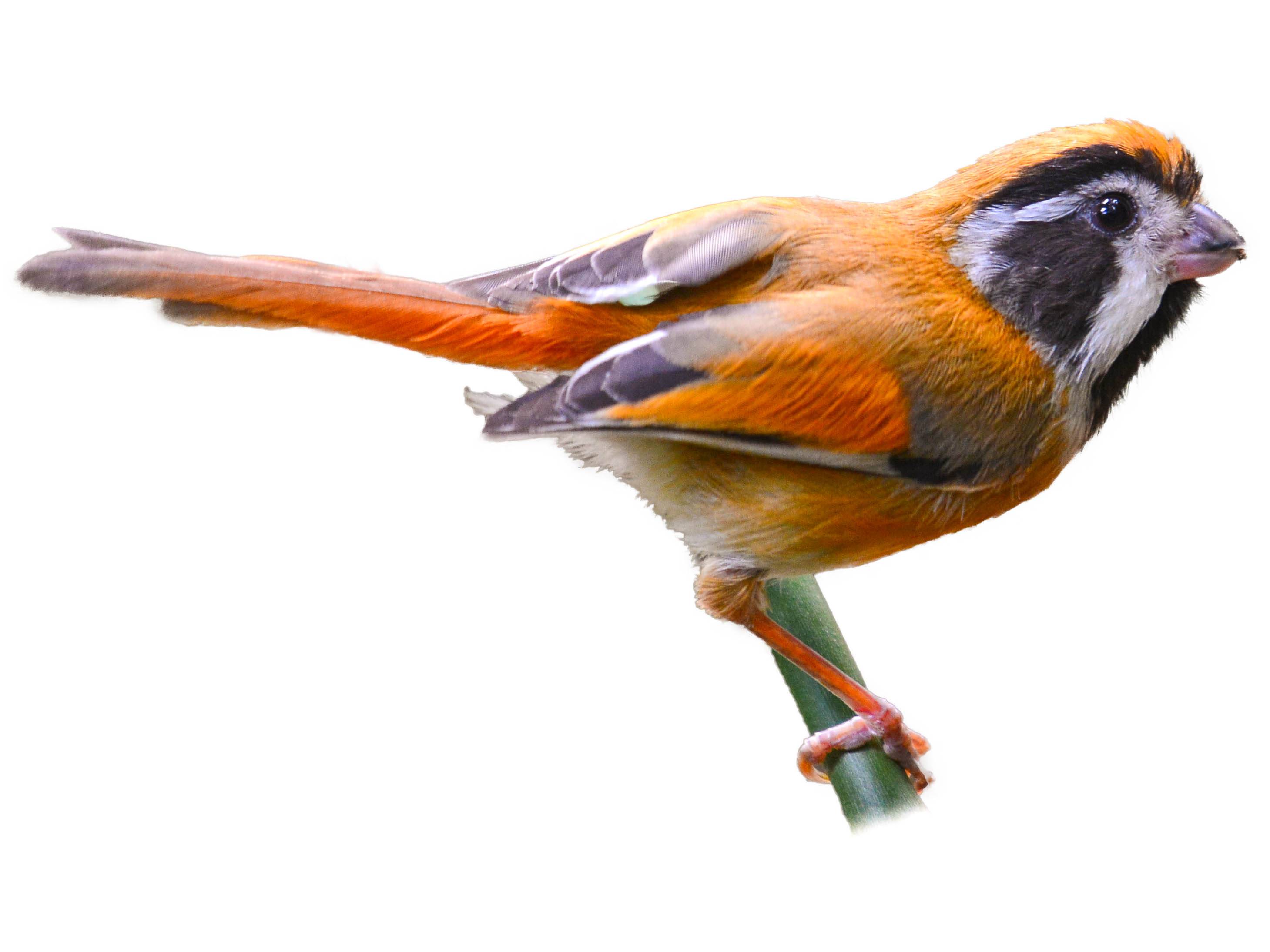 A photo of a Black-throated Parrotbill (Suthora nipalensis)